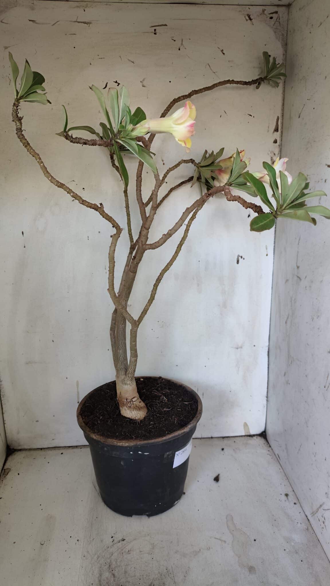 Planta Simples 2884  – 40cm – 03 anos