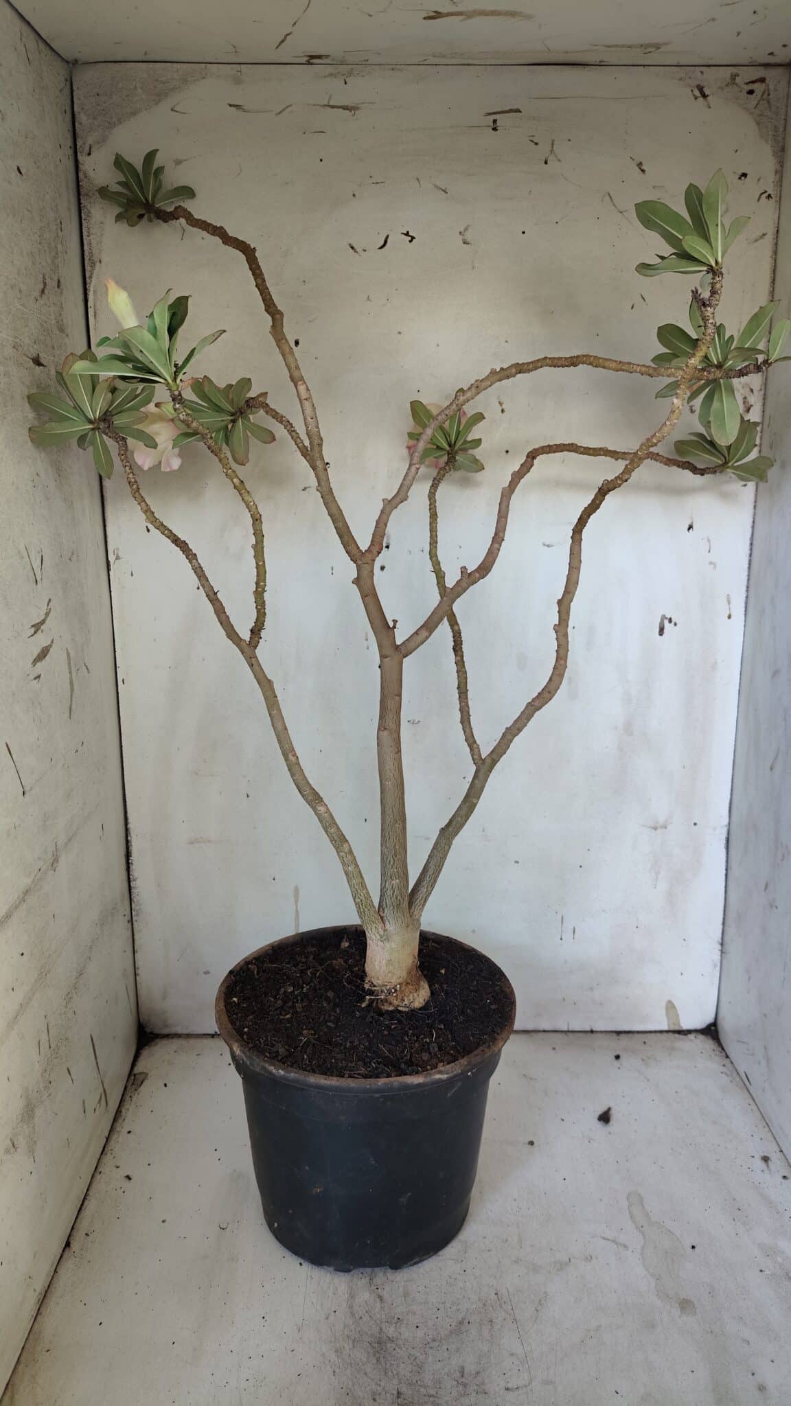 Planta Simples 2884  – 40cm – 03 anos