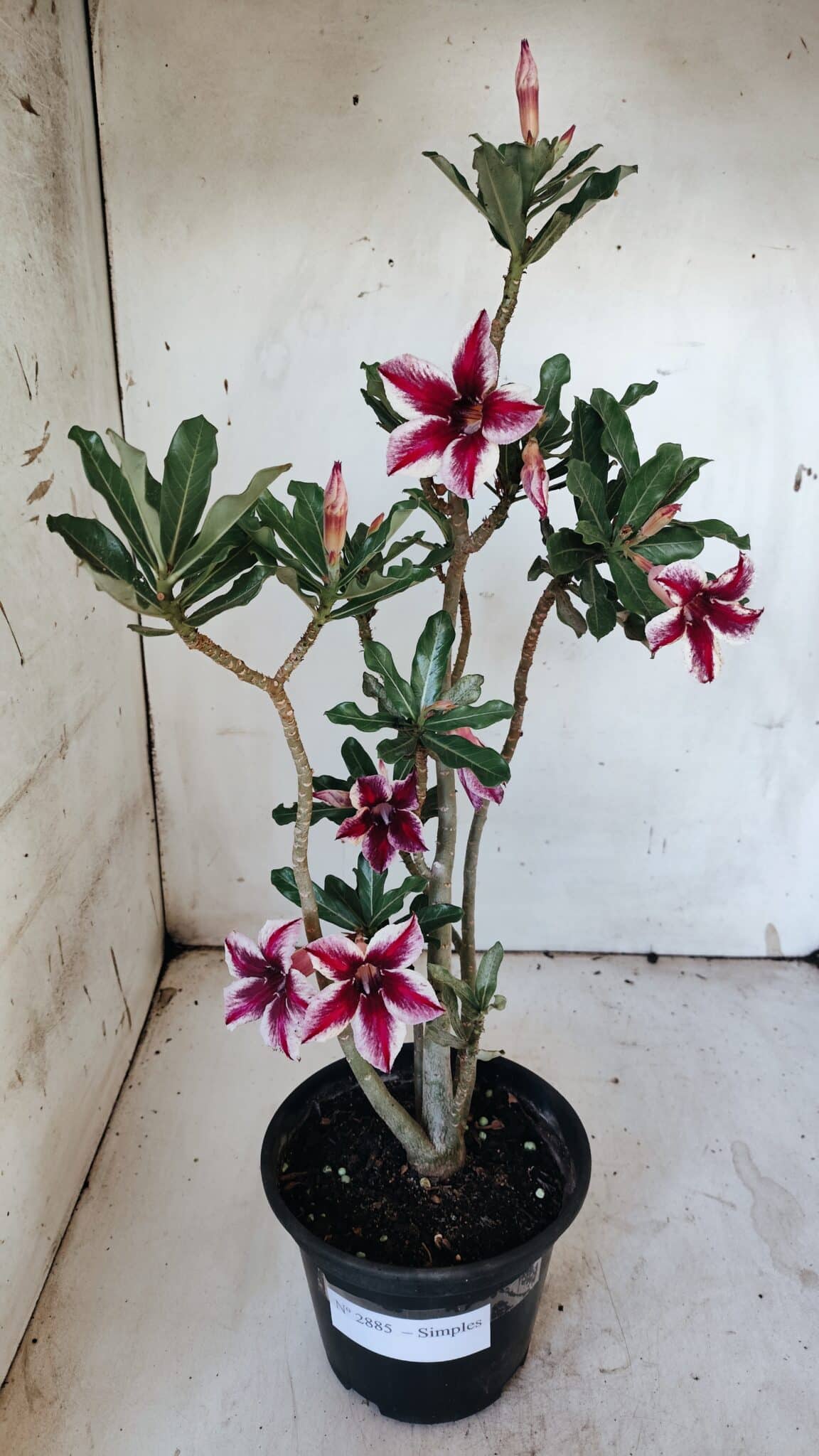 Planta Simples 2885  – 35cm – 03 anos