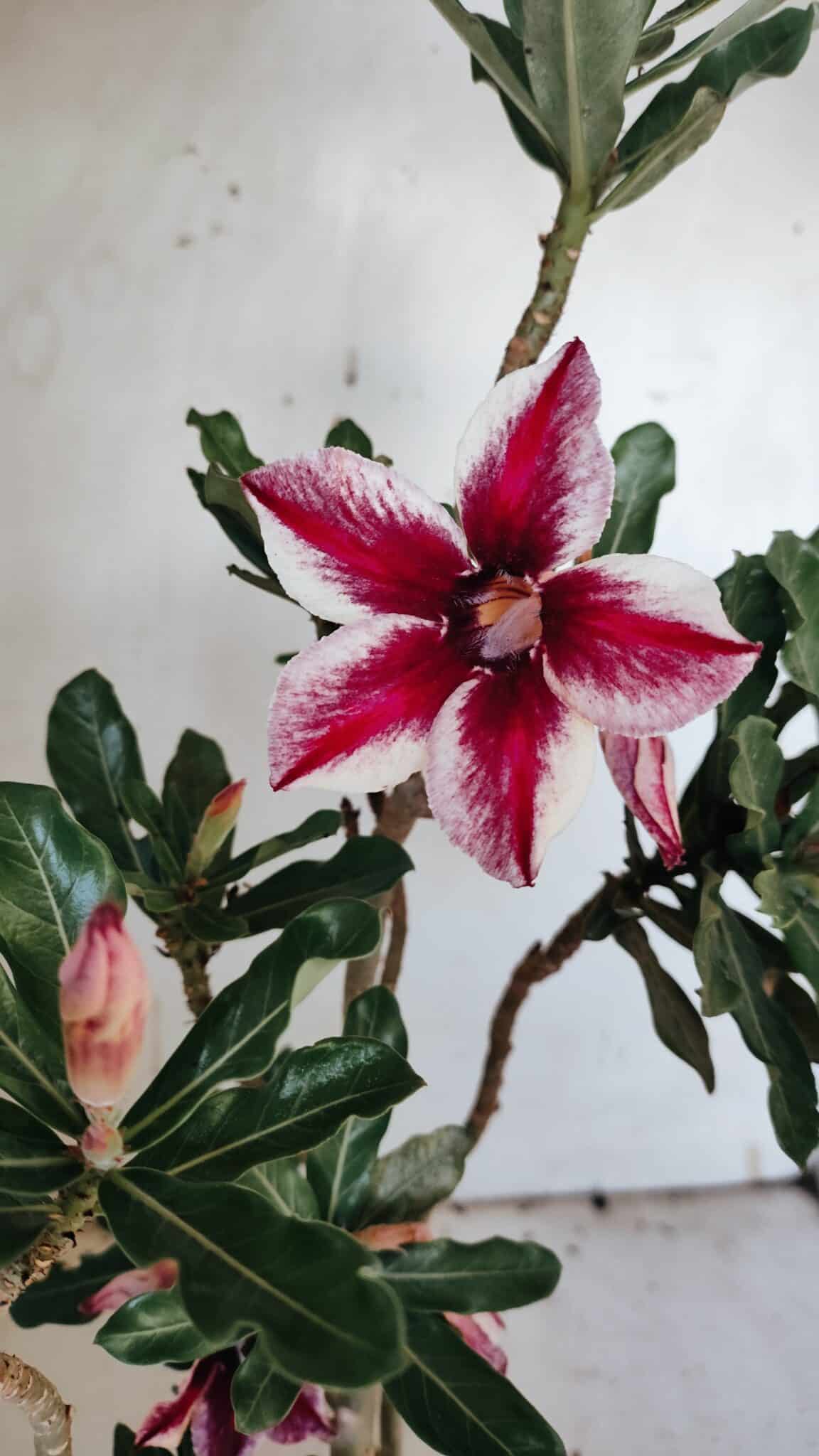 Planta Simples 2885  – 35cm – 03 anos