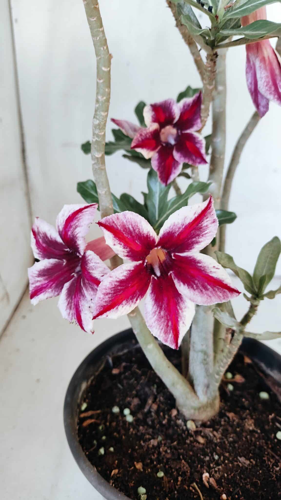 Planta Simples 2885  – 35cm – 03 anos