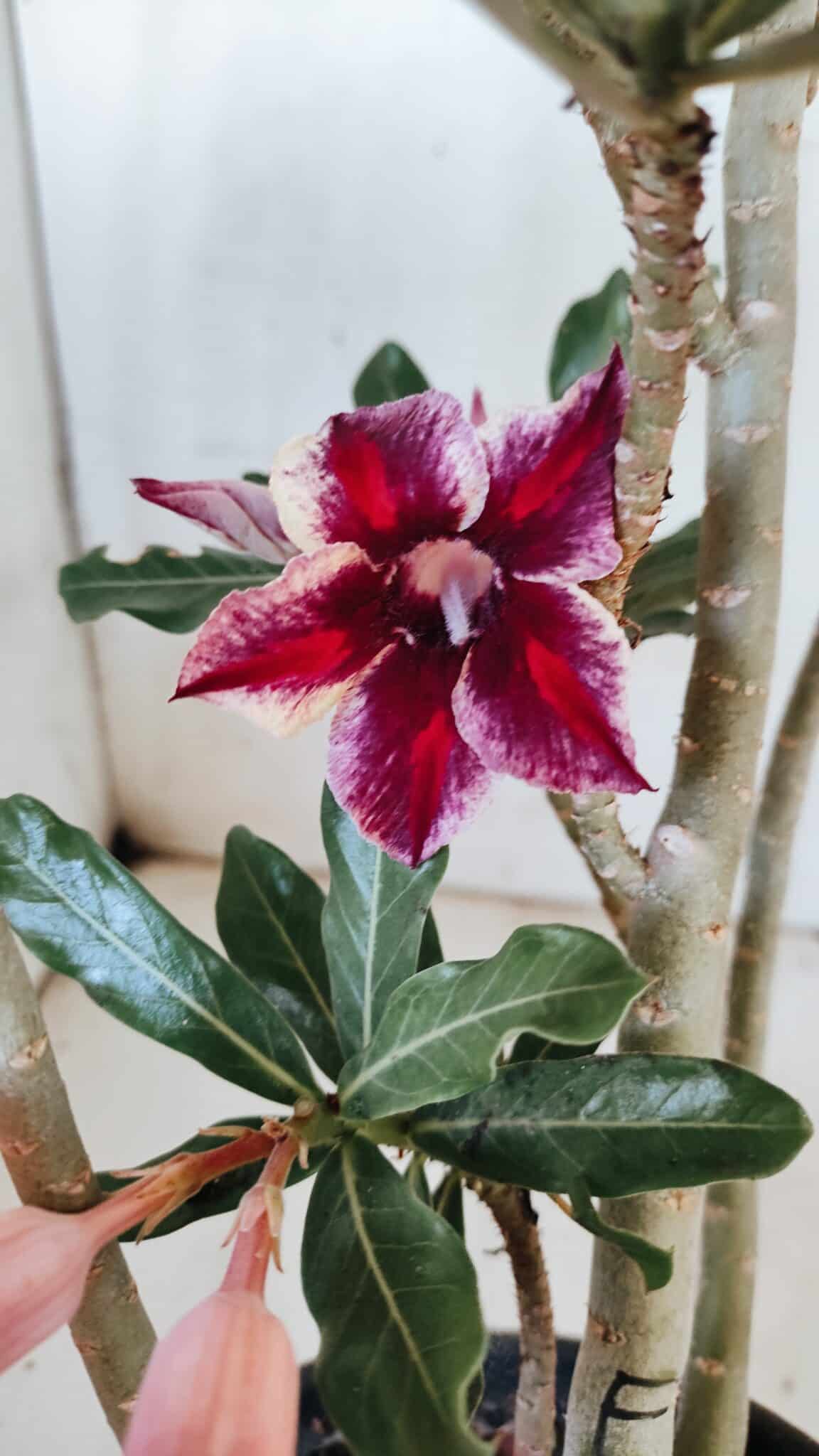 Planta Simples 2885  – 35cm – 03 anos
