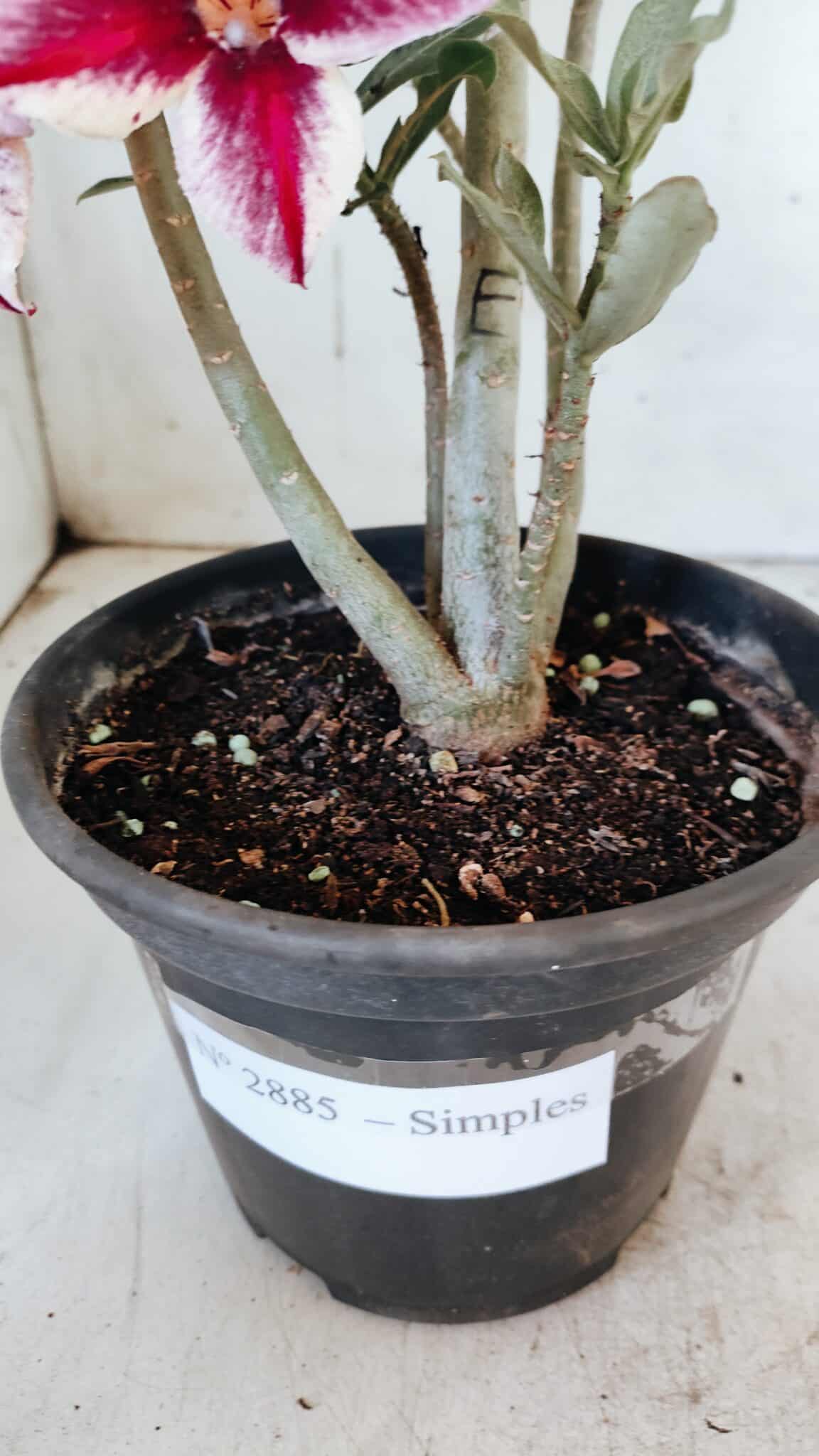 Planta Simples 2885  – 35cm – 03 anos