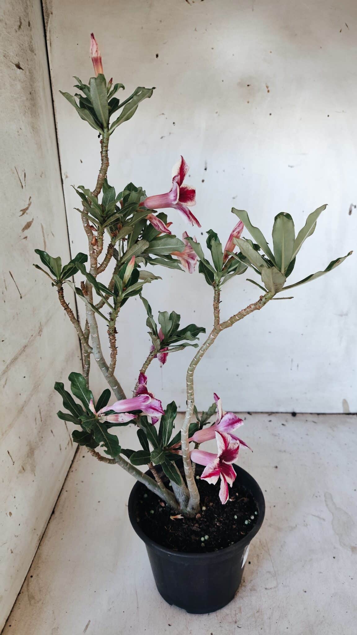Planta Simples 2885  – 35cm – 03 anos