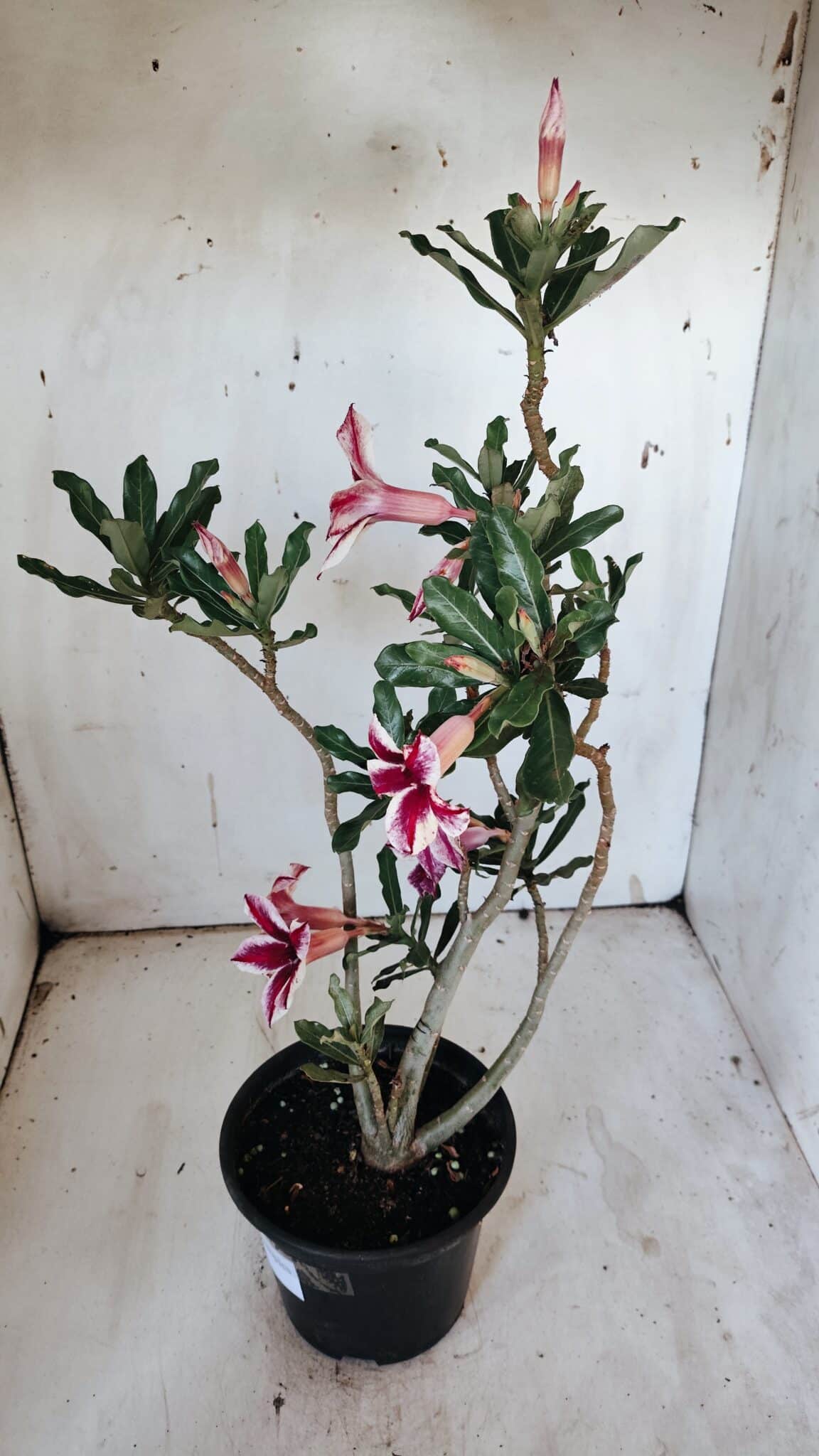 Planta Simples 2885  – 35cm – 03 anos