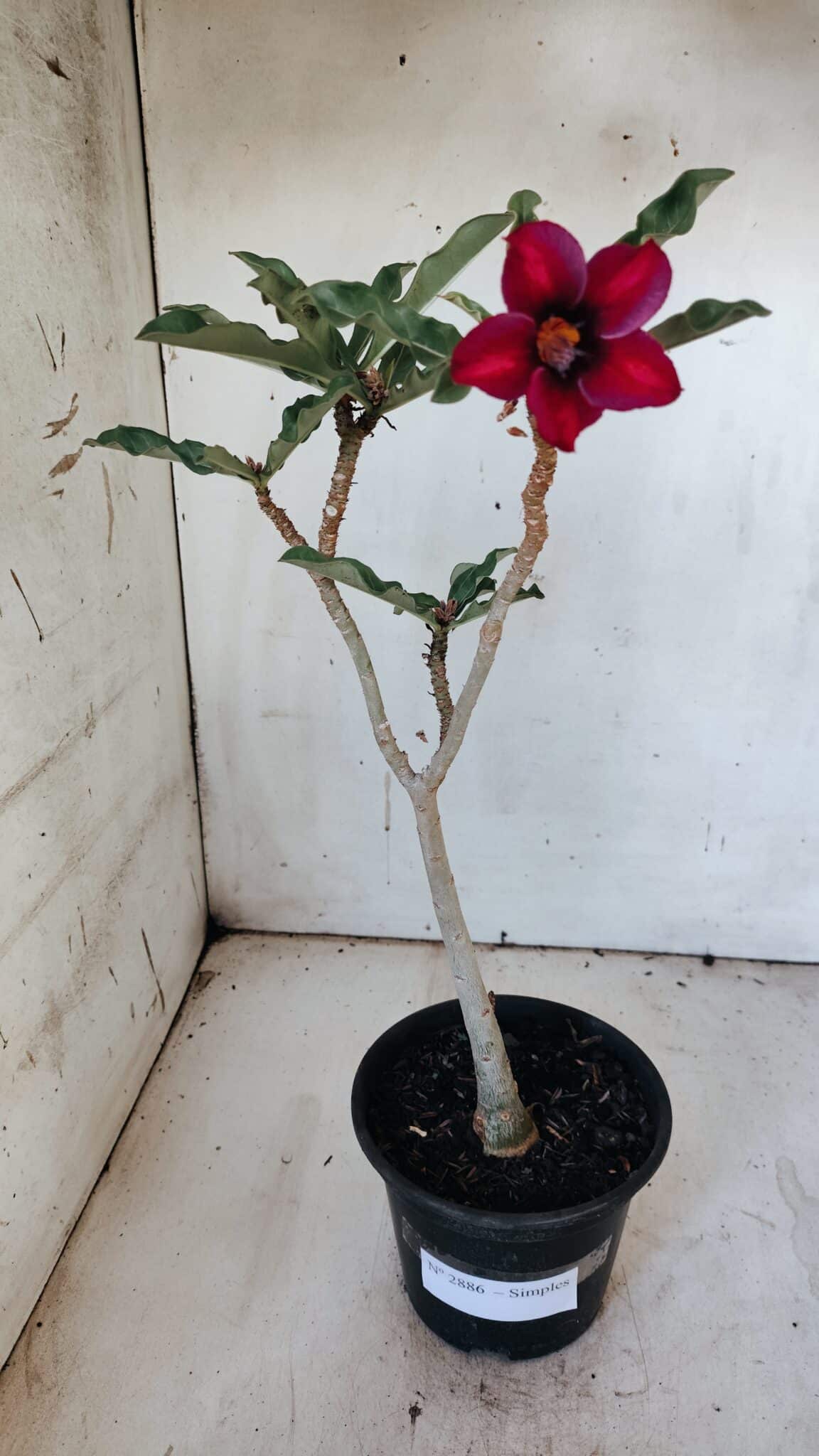 Planta Simples 2886  – 30cm – 02 anos
