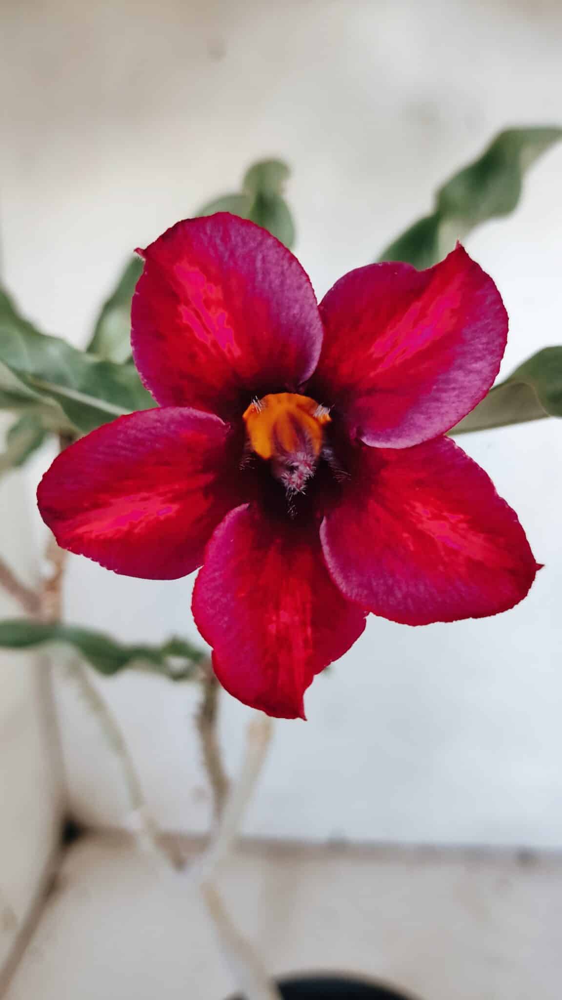 Planta Simples 2886  – 30cm – 02 anos