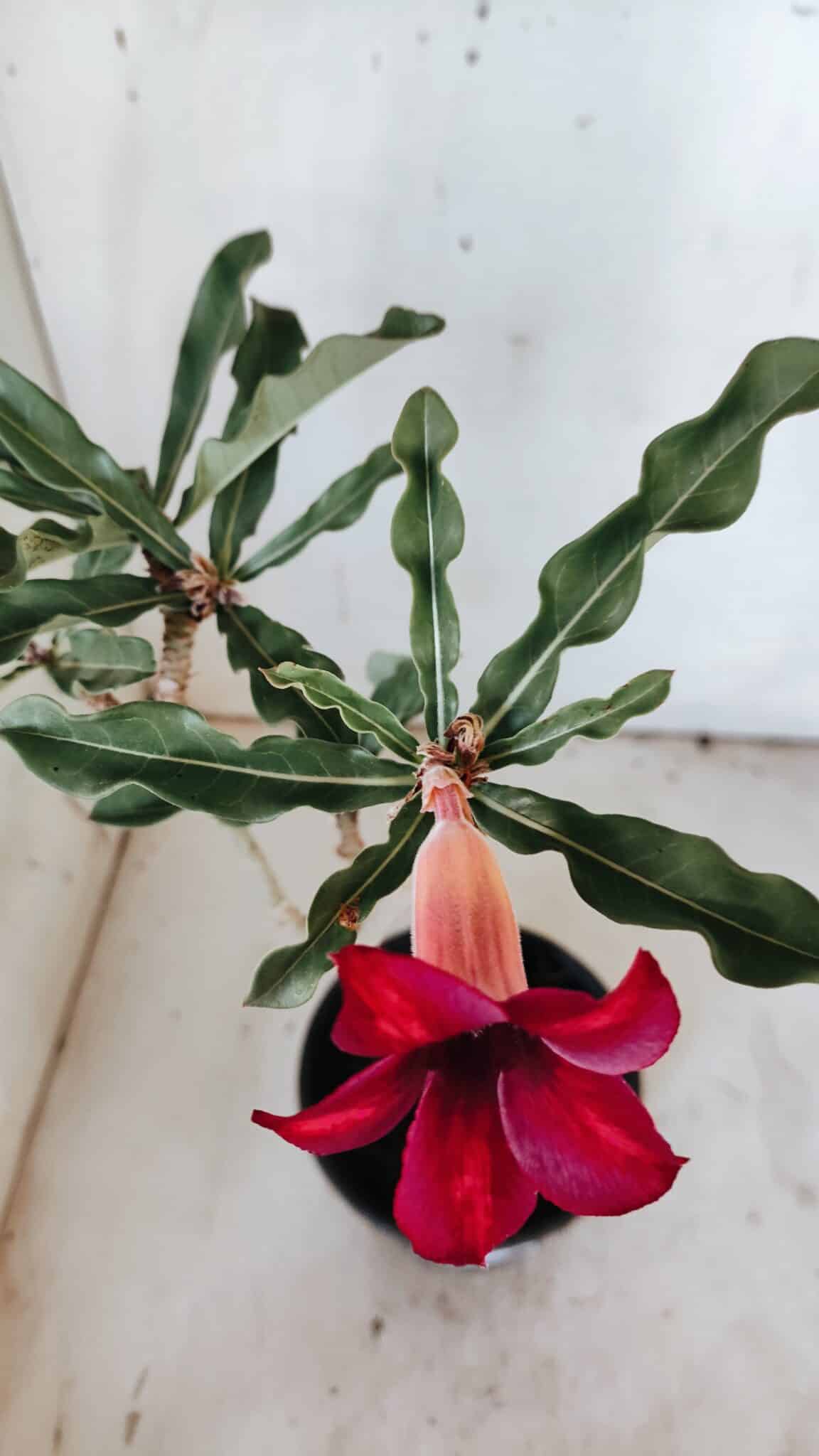 Planta Simples 2886  – 30cm – 02 anos