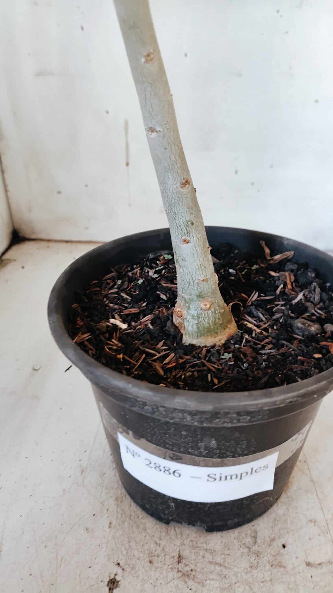 Planta Simples 2886  – 30cm – 02 anos