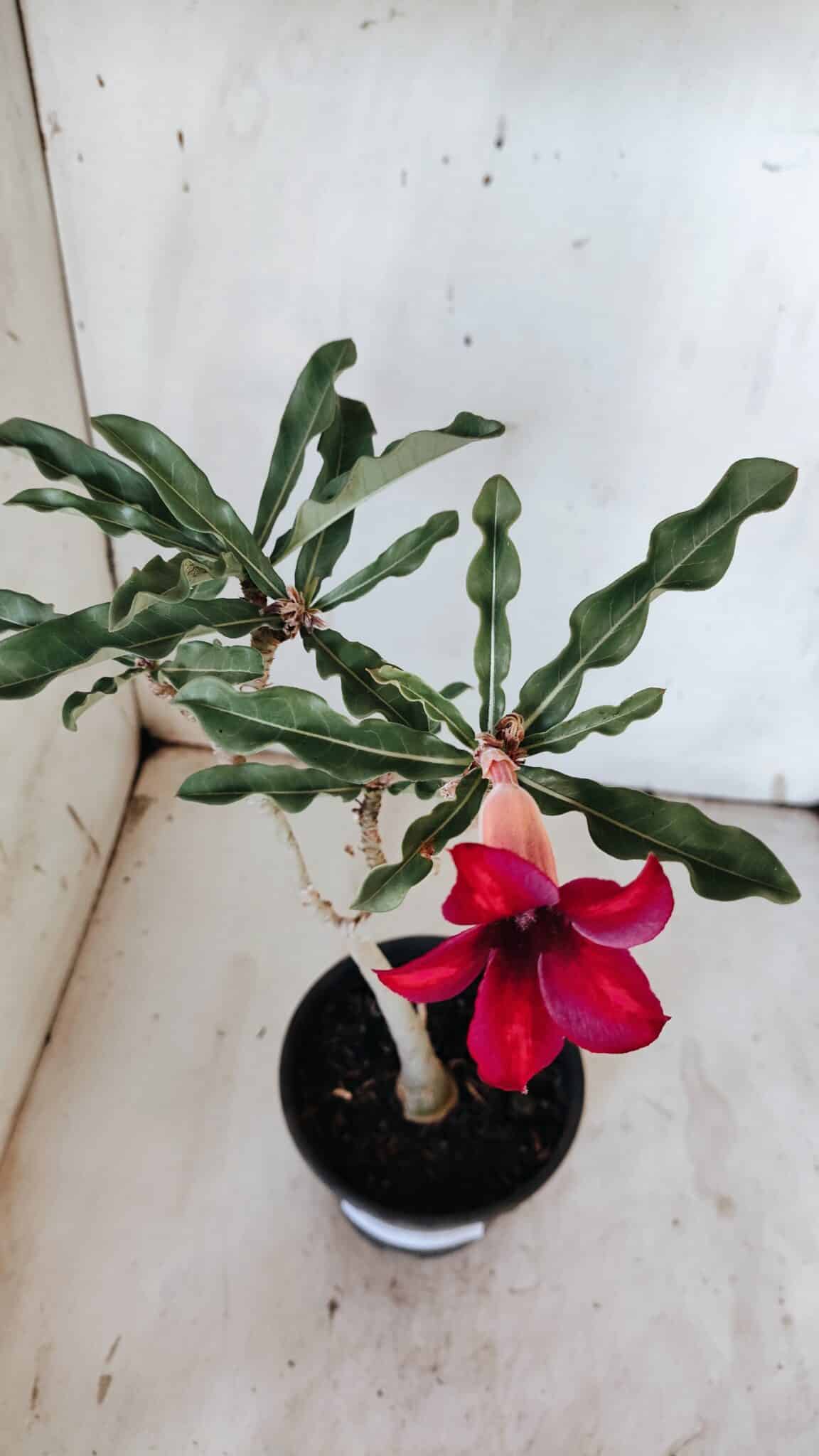 Planta Simples 2886  – 30cm – 02 anos