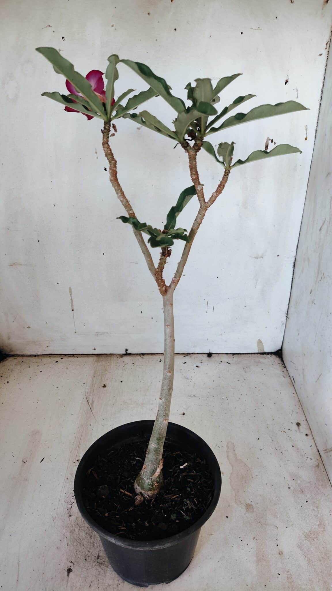 Planta Simples 2886  – 30cm – 02 anos
