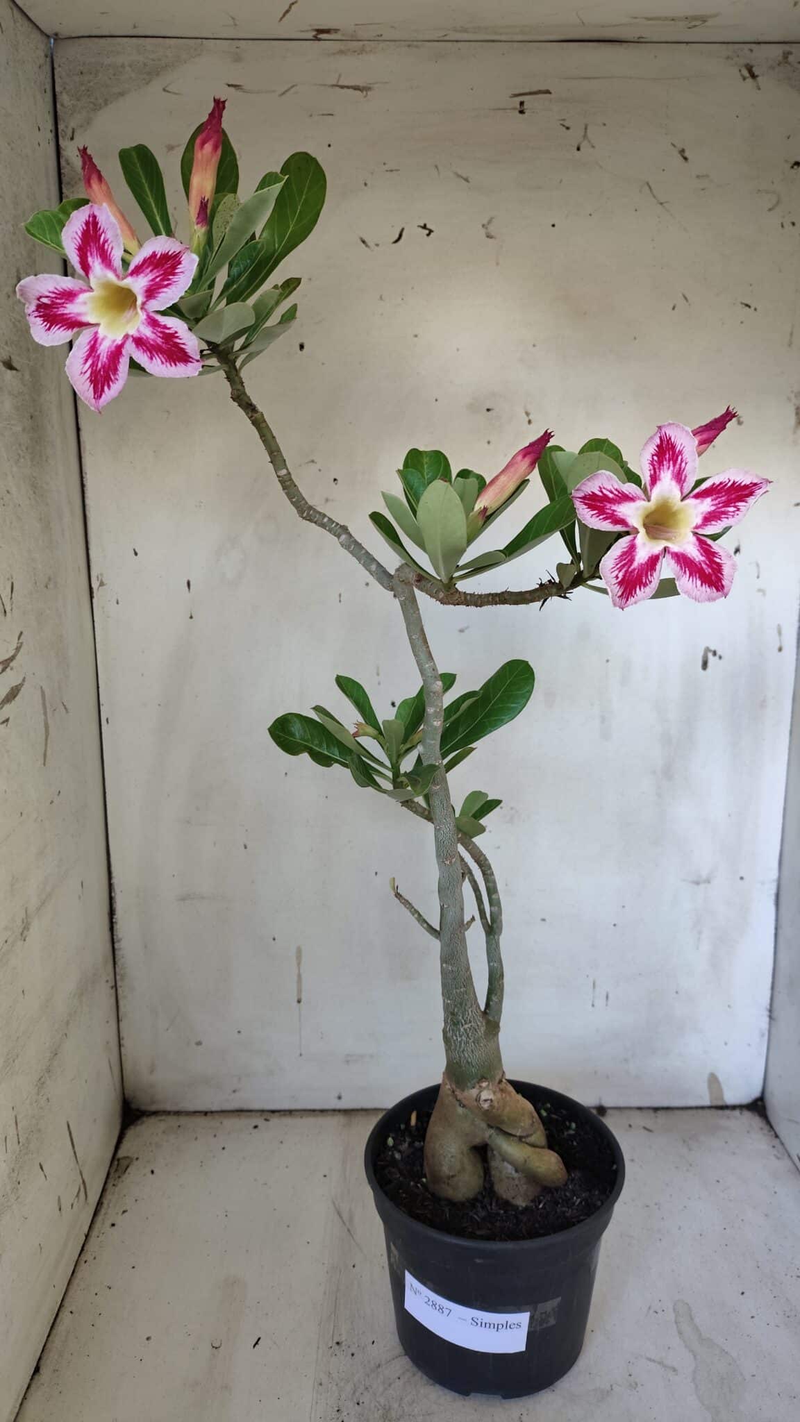 Planta Simples 2887  – 35cm – 03 anos