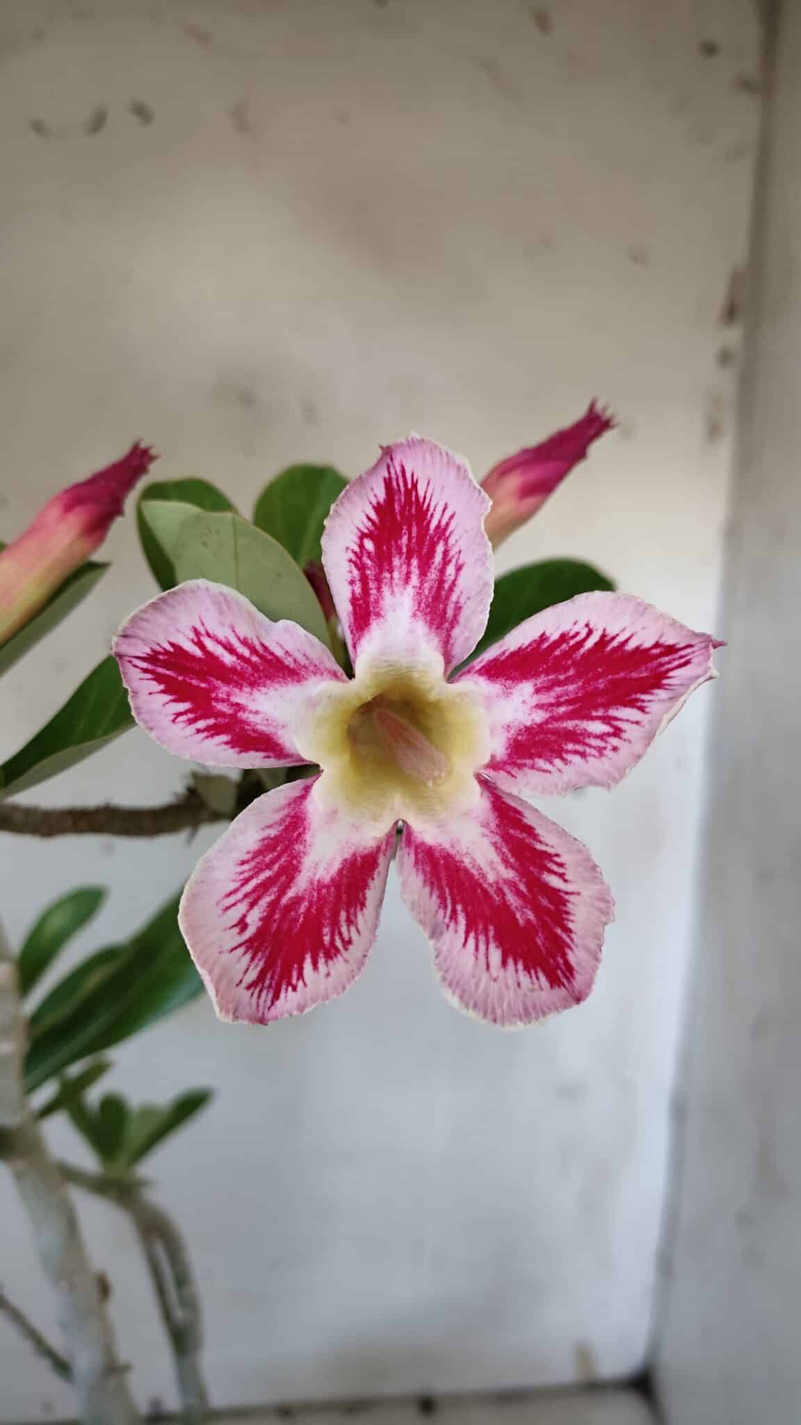 Planta Simples 2887  – 35cm – 03 anos
