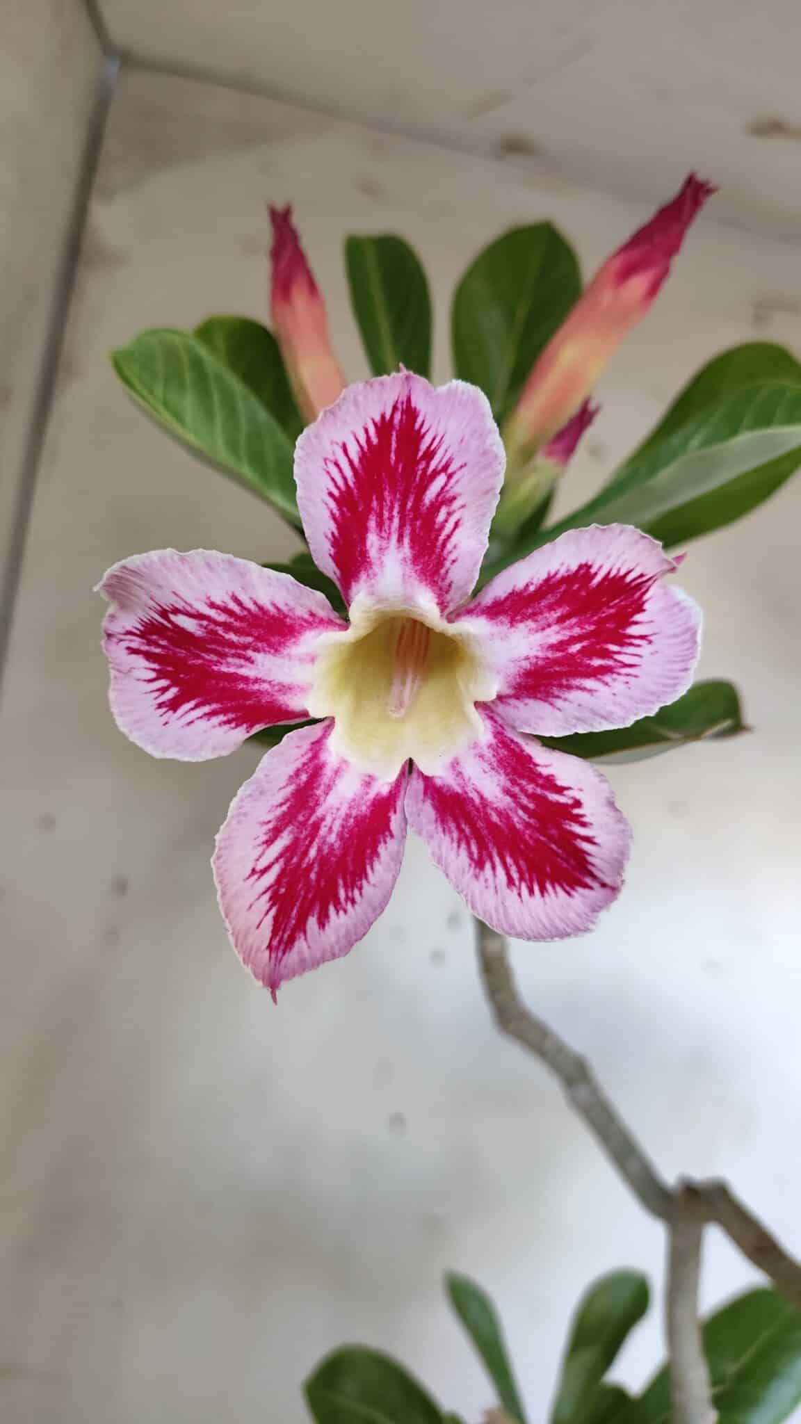 Planta Simples 2887  – 35cm – 03 anos