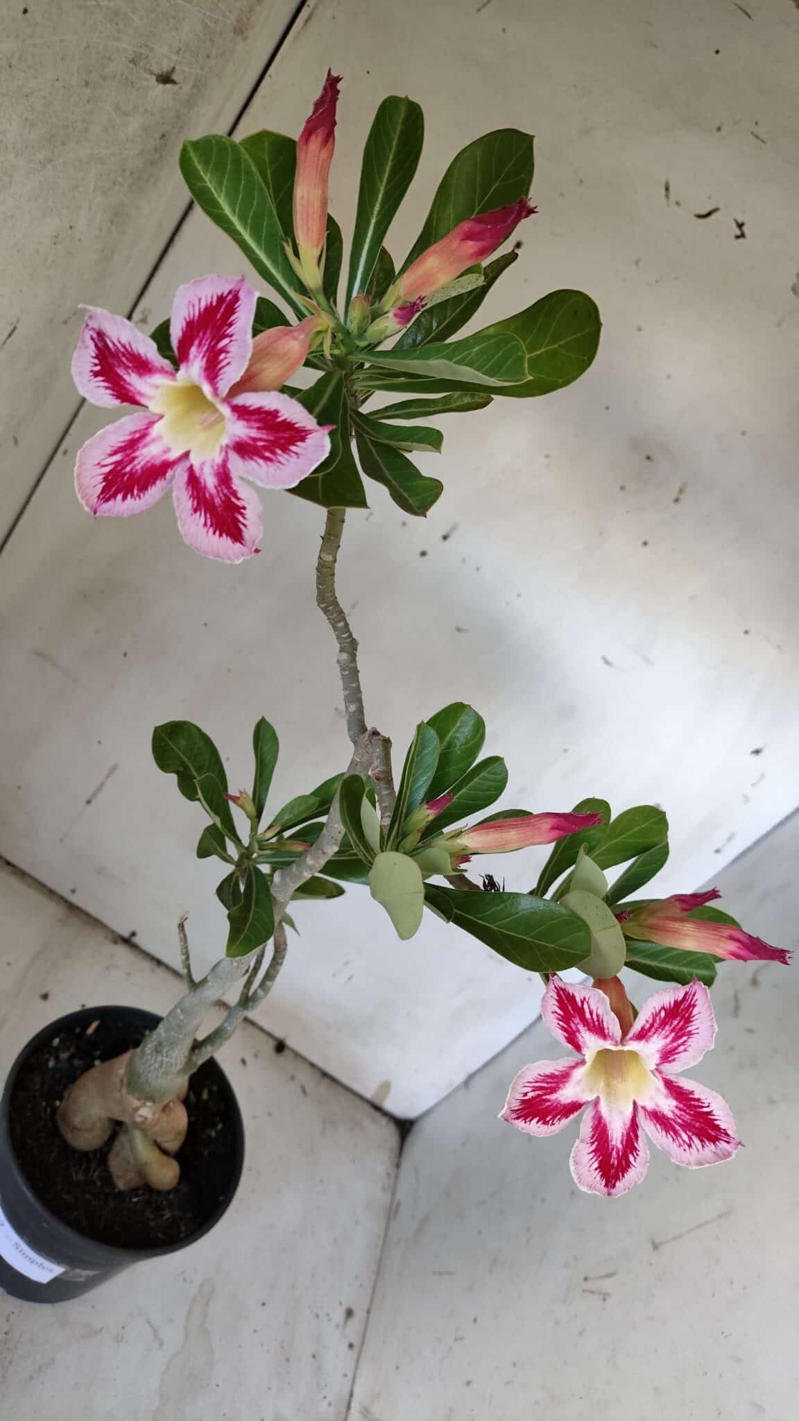 Planta Simples 2887  – 35cm – 03 anos