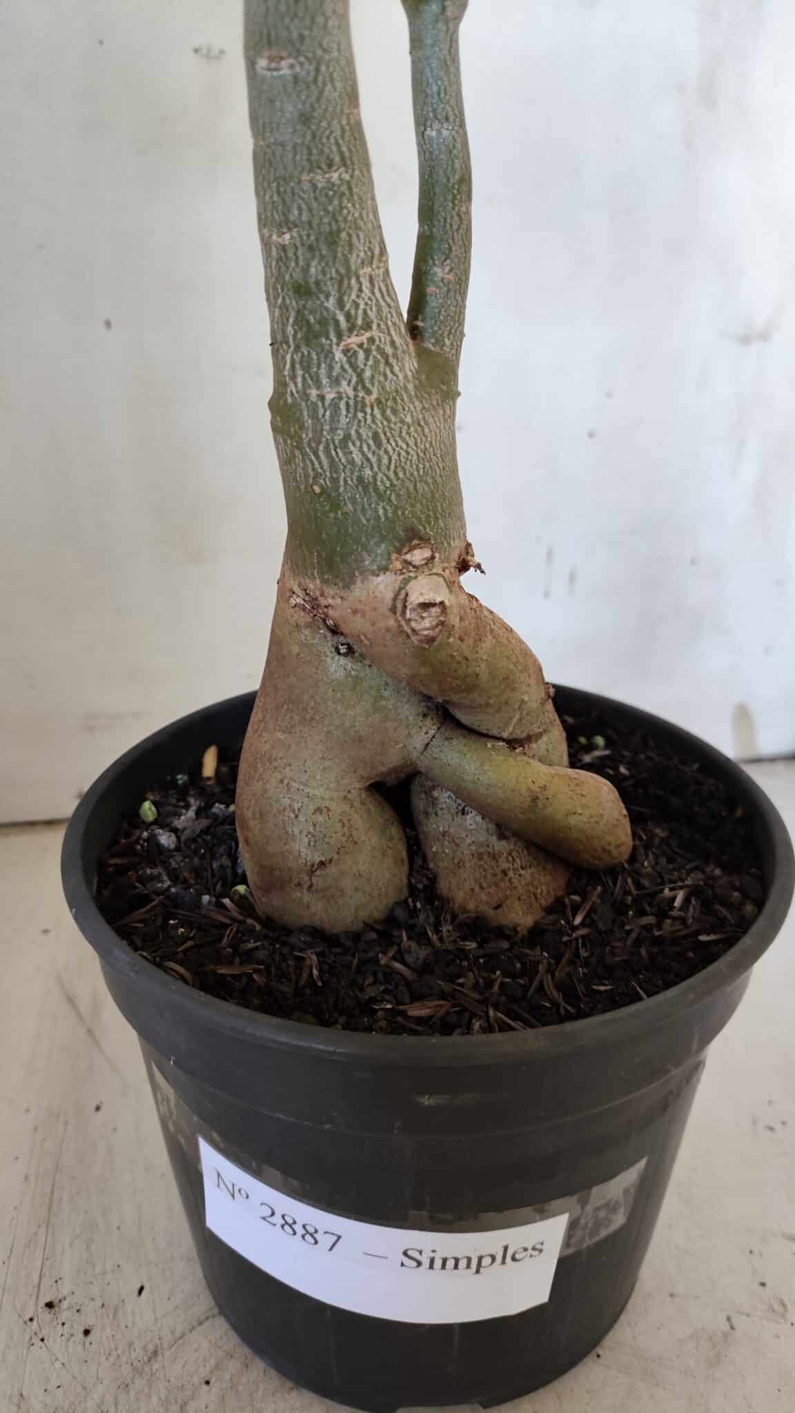 Planta Simples 2887  – 35cm – 03 anos