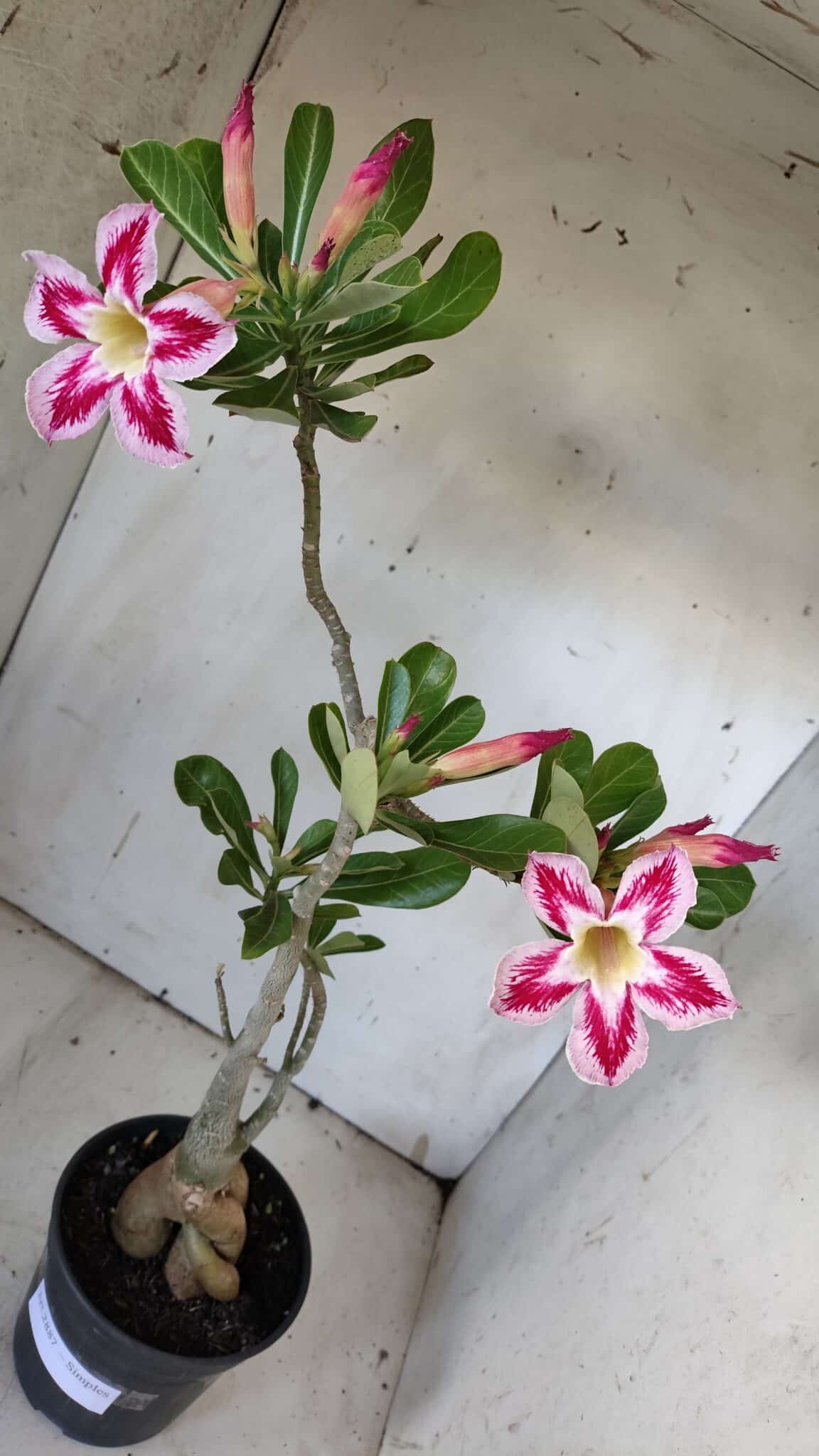 Planta Simples 2887  – 35cm – 03 anos