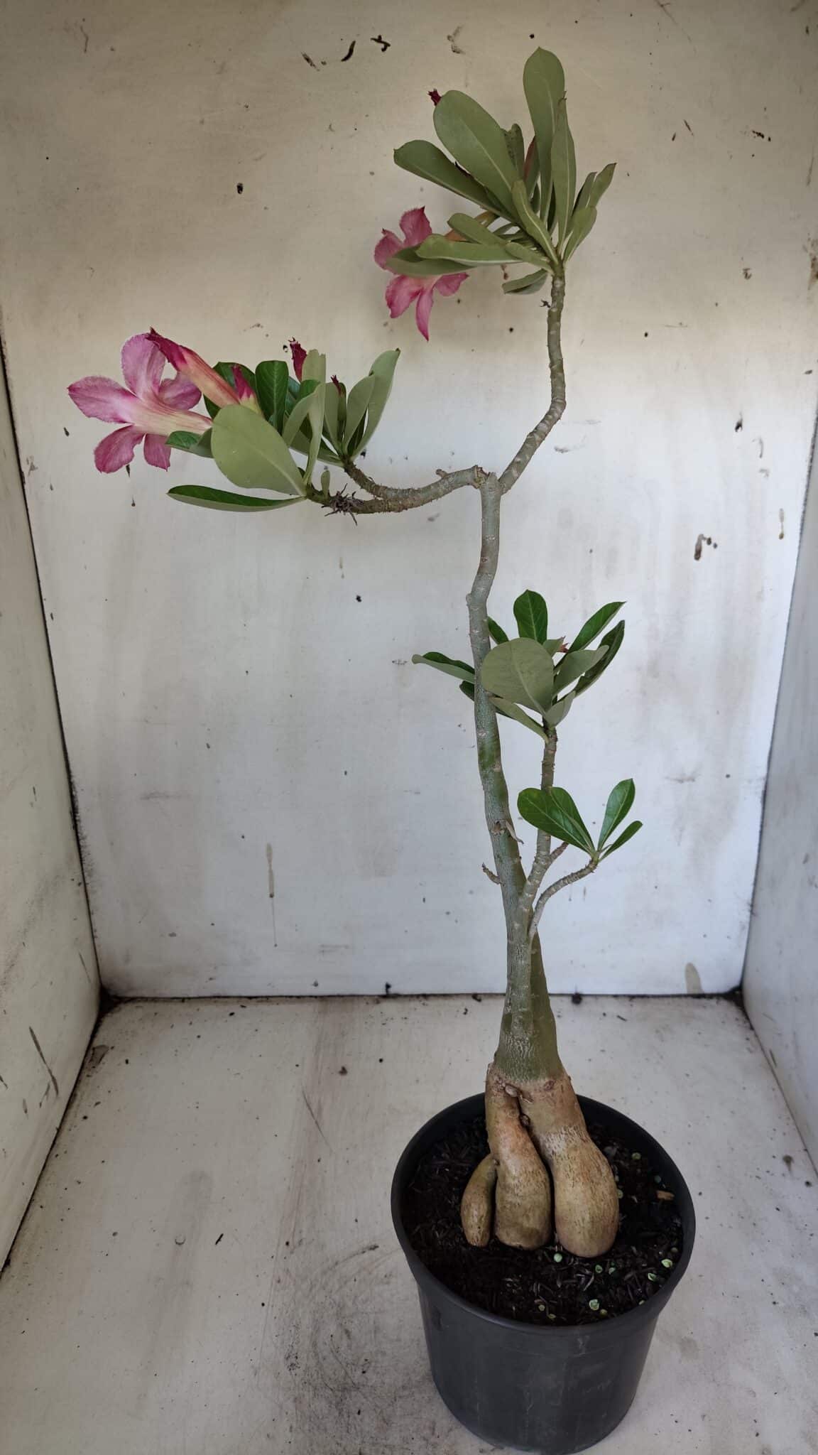 Planta Simples 2887  – 35cm – 03 anos