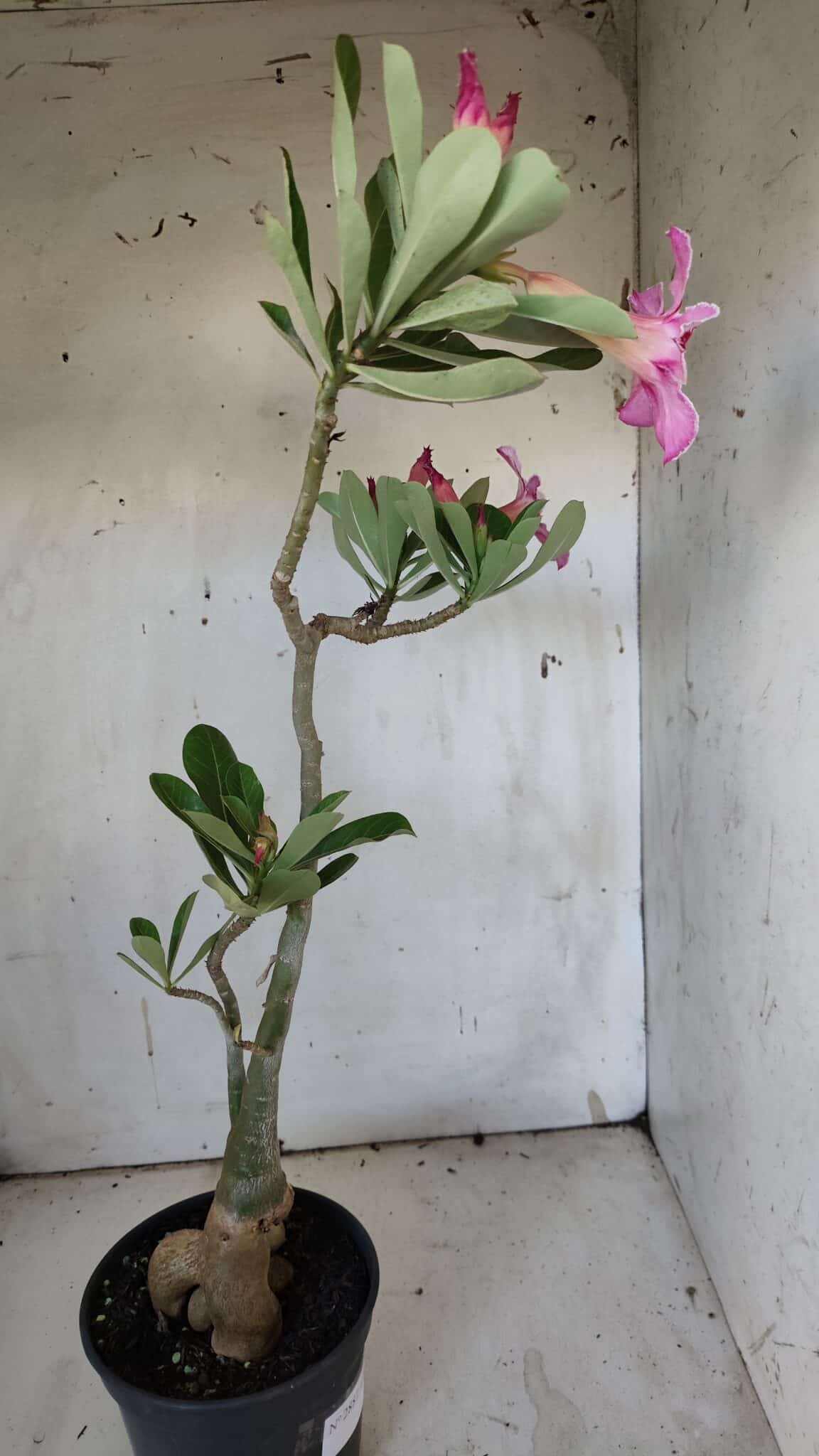 Planta Simples 2887  – 35cm – 03 anos