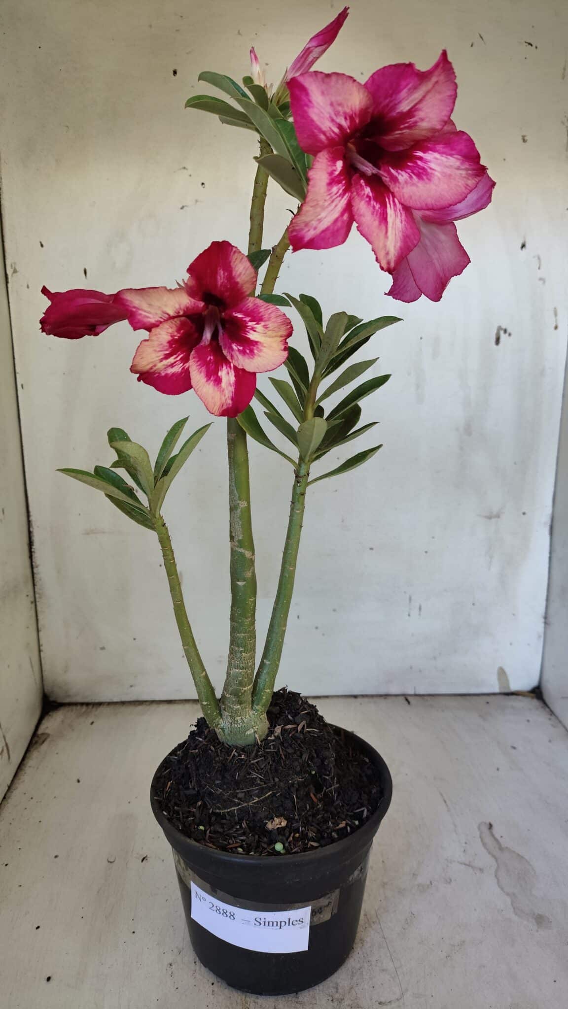 Planta Simples 2888 – 35cm – 03 anos