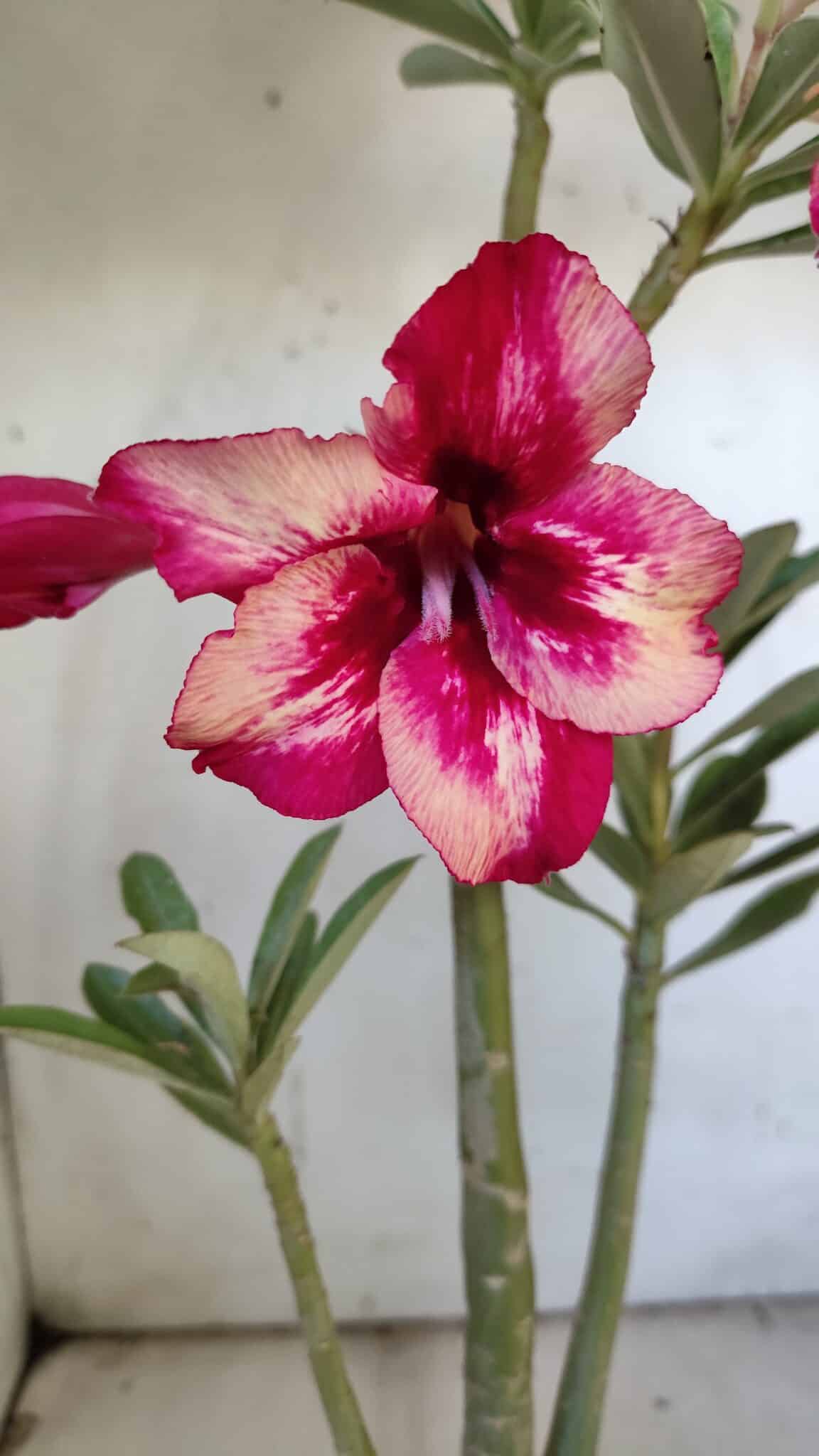 Planta Simples 2888 – 35cm – 03 anos