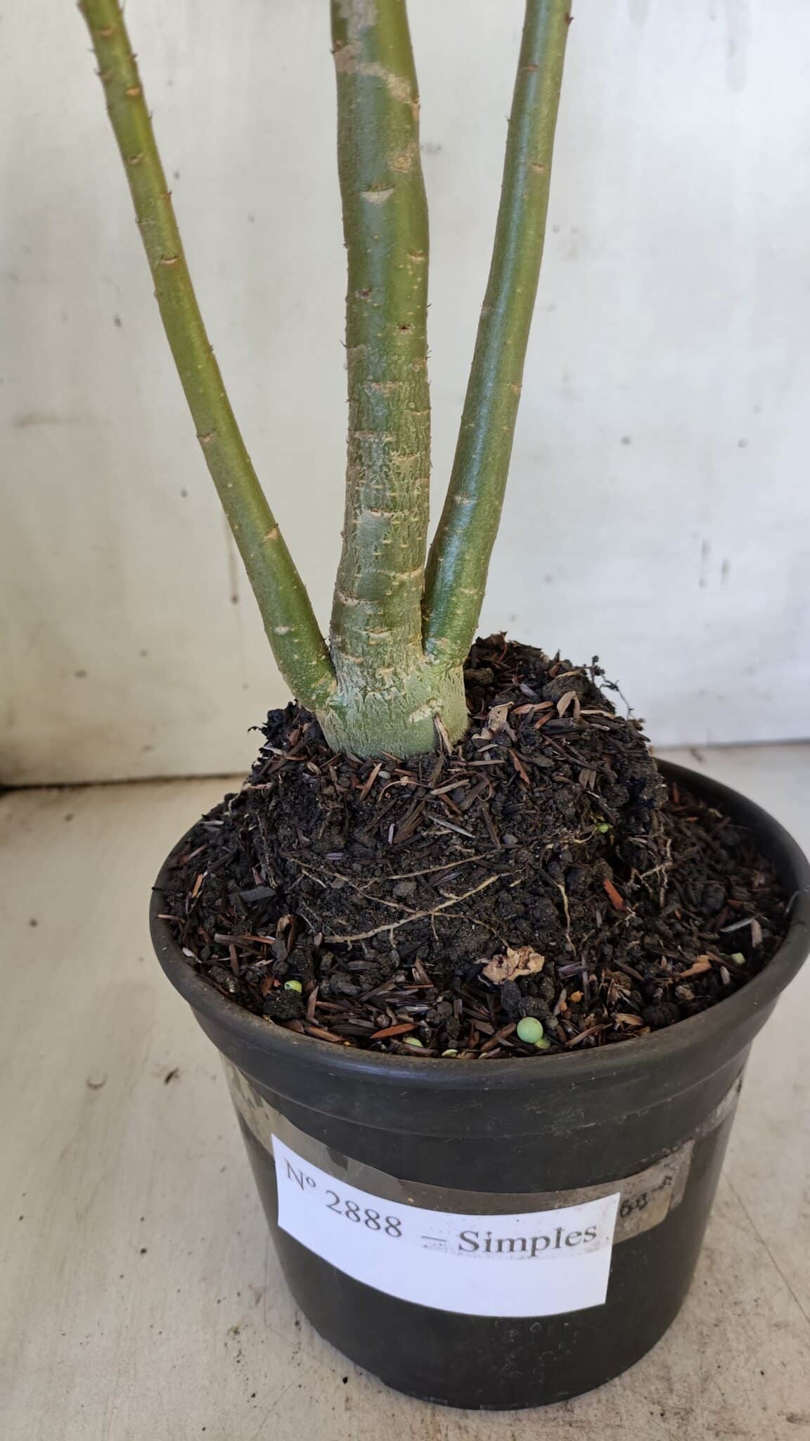 Planta Simples 2888 – 35cm – 03 anos