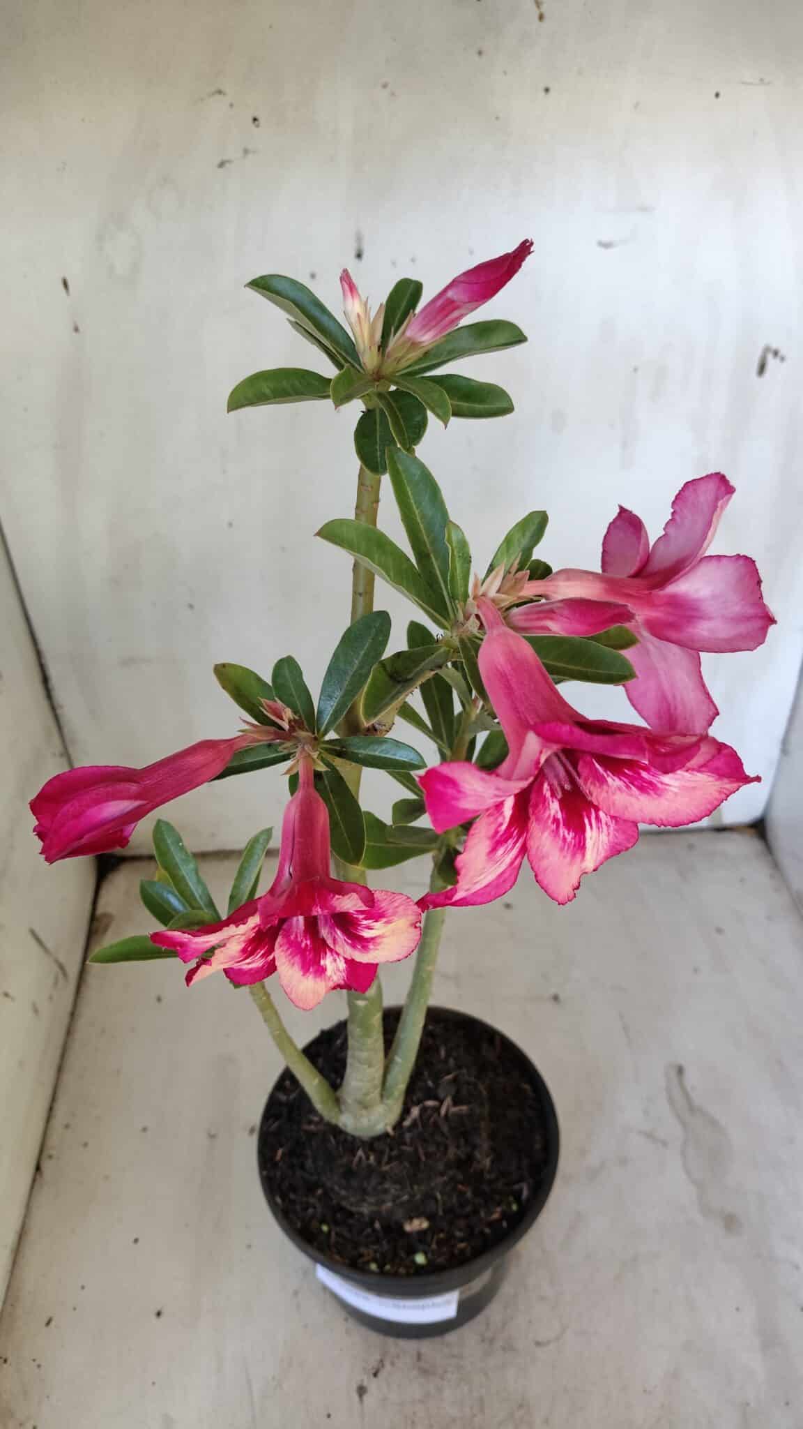 Planta Simples 2888 – 35cm – 03 anos