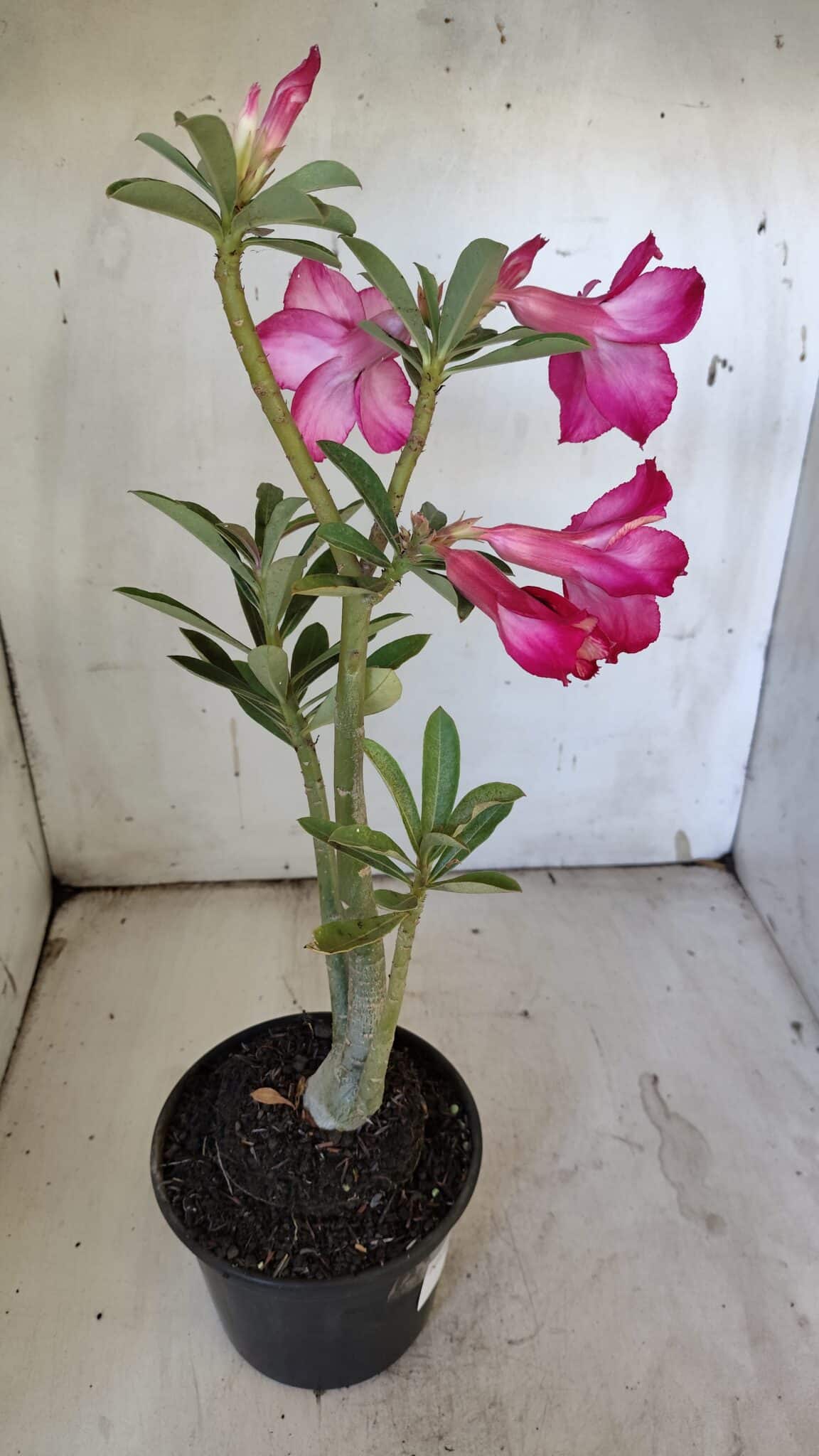 Planta Simples 2888 – 35cm – 03 anos