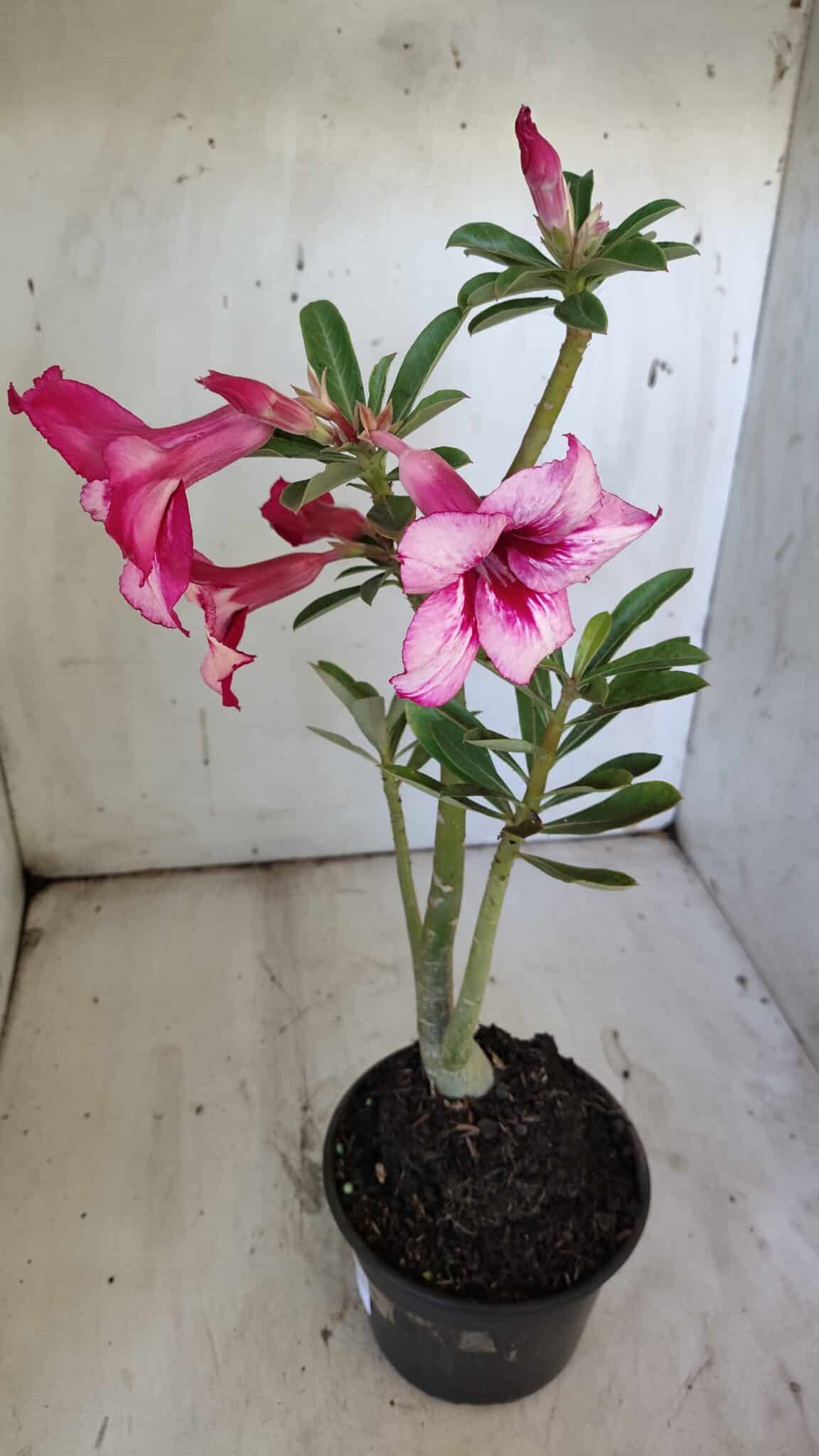 Planta Simples 2888 – 35cm – 03 anos
