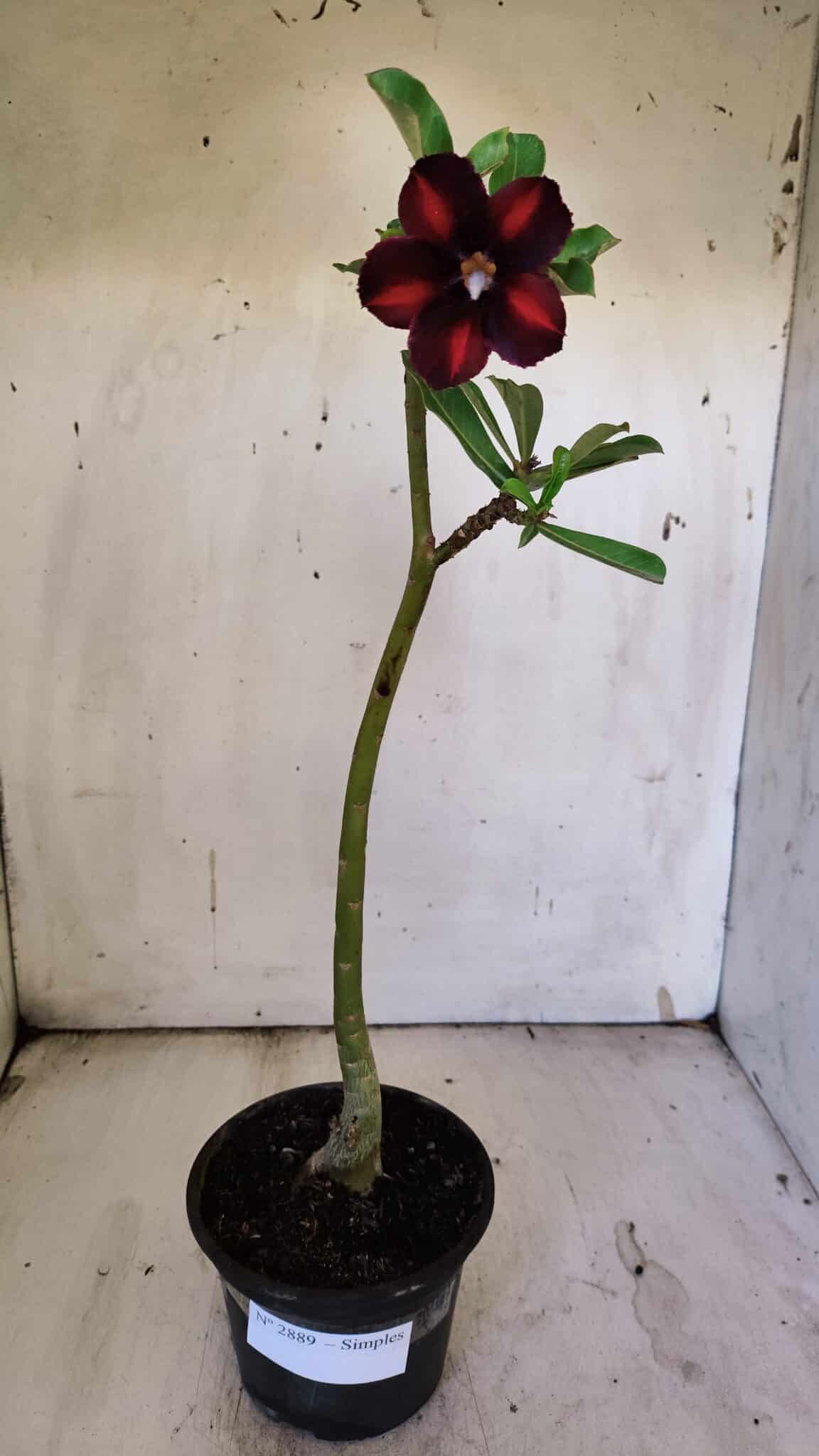 Planta Simples 2889 – 30cm – 02 anos