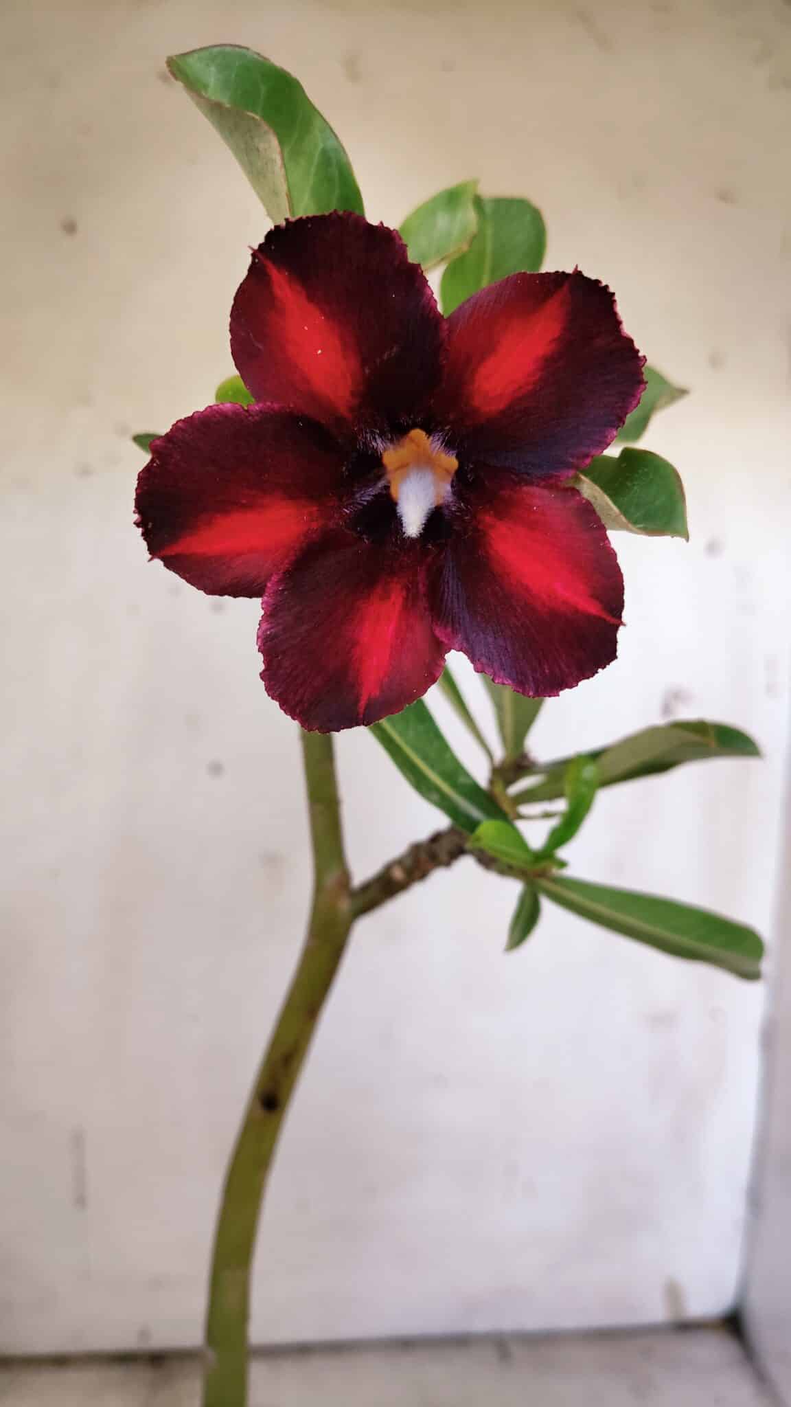 Planta Simples 2889 – 30cm – 02 anos