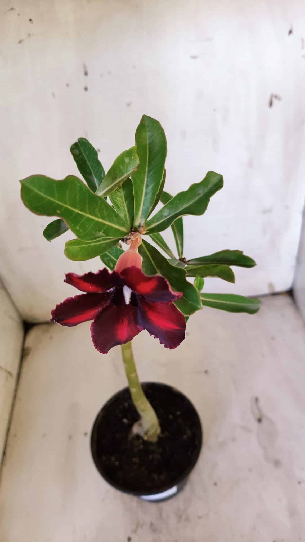 Planta Simples 2889 – 30cm – 02 anos