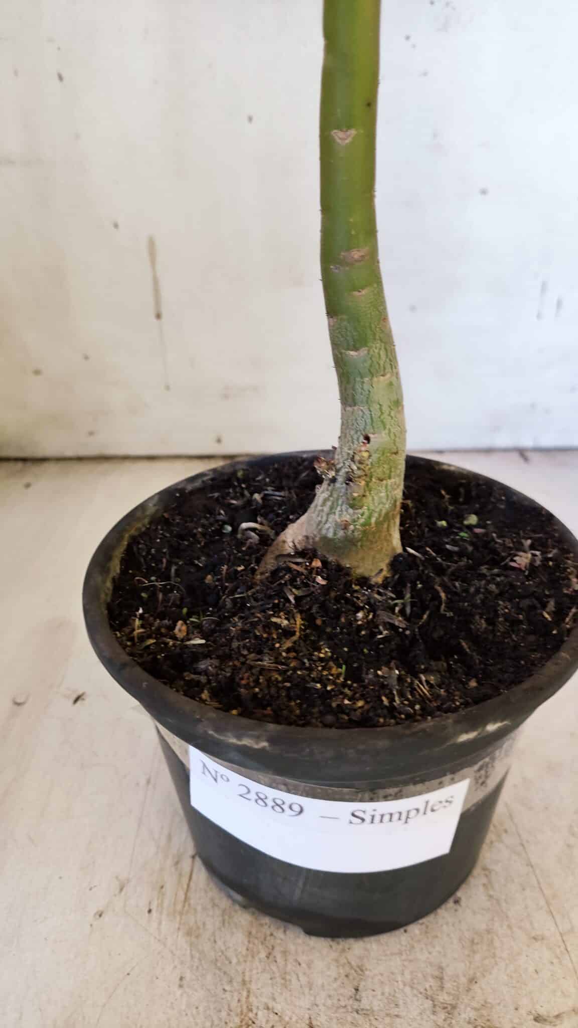 Planta Simples 2889 – 30cm – 02 anos