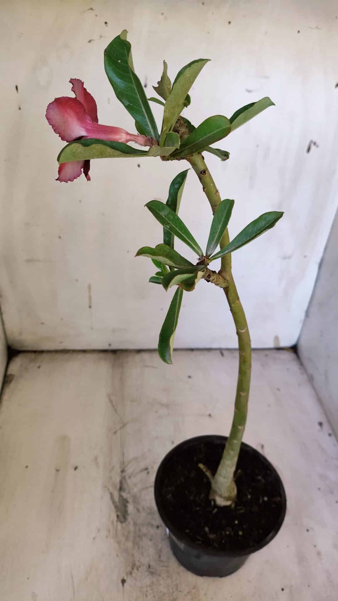 Planta Simples 2889 – 30cm – 02 anos
