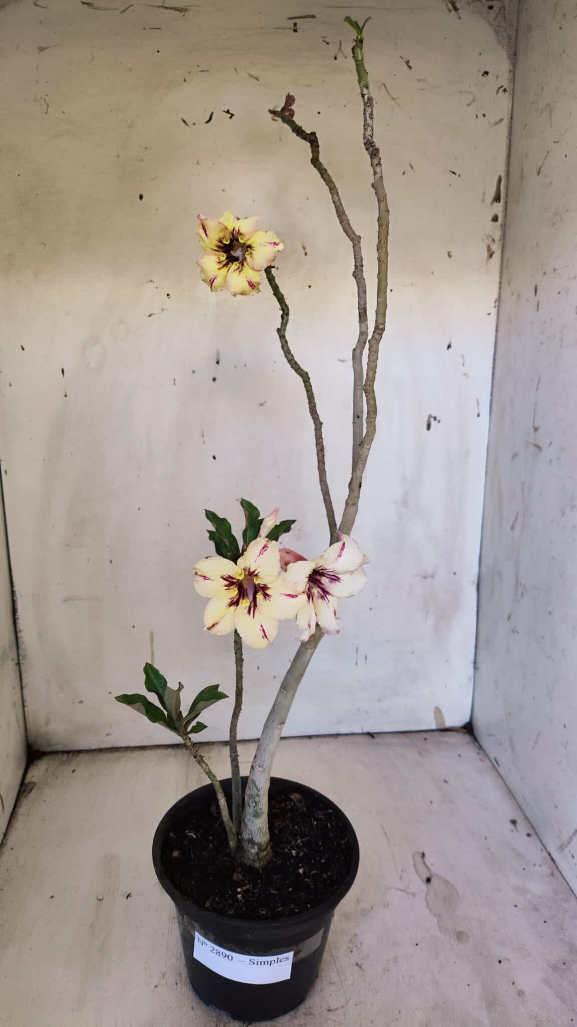 Planta Simples 2890 – 35cm – 03 anos