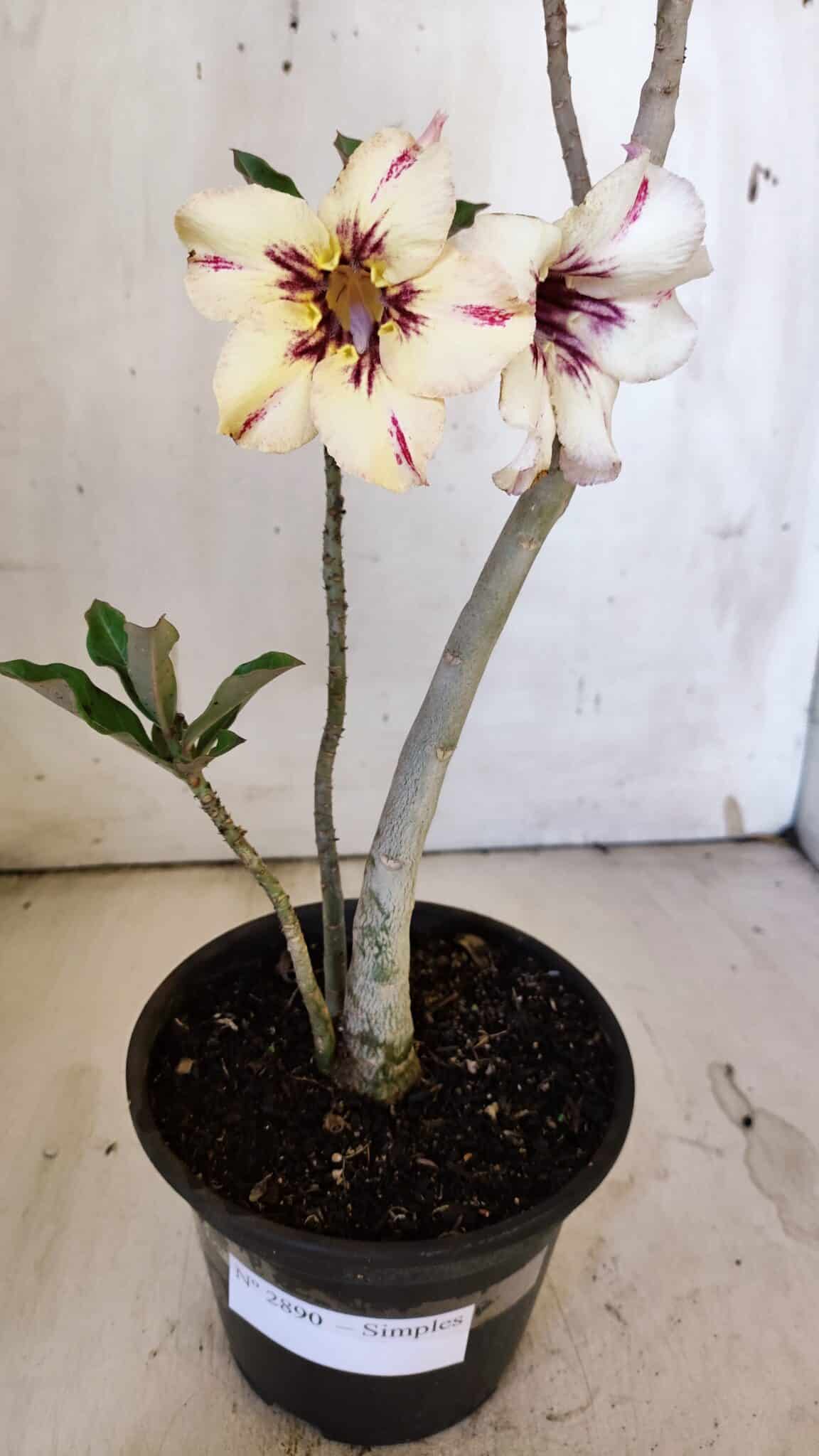 Planta Simples 2890 – 35cm – 03 anos