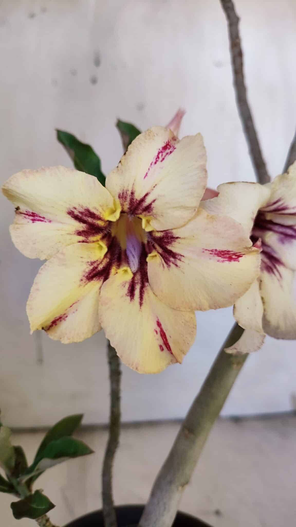 Planta Simples 2890 – 35cm – 03 anos
