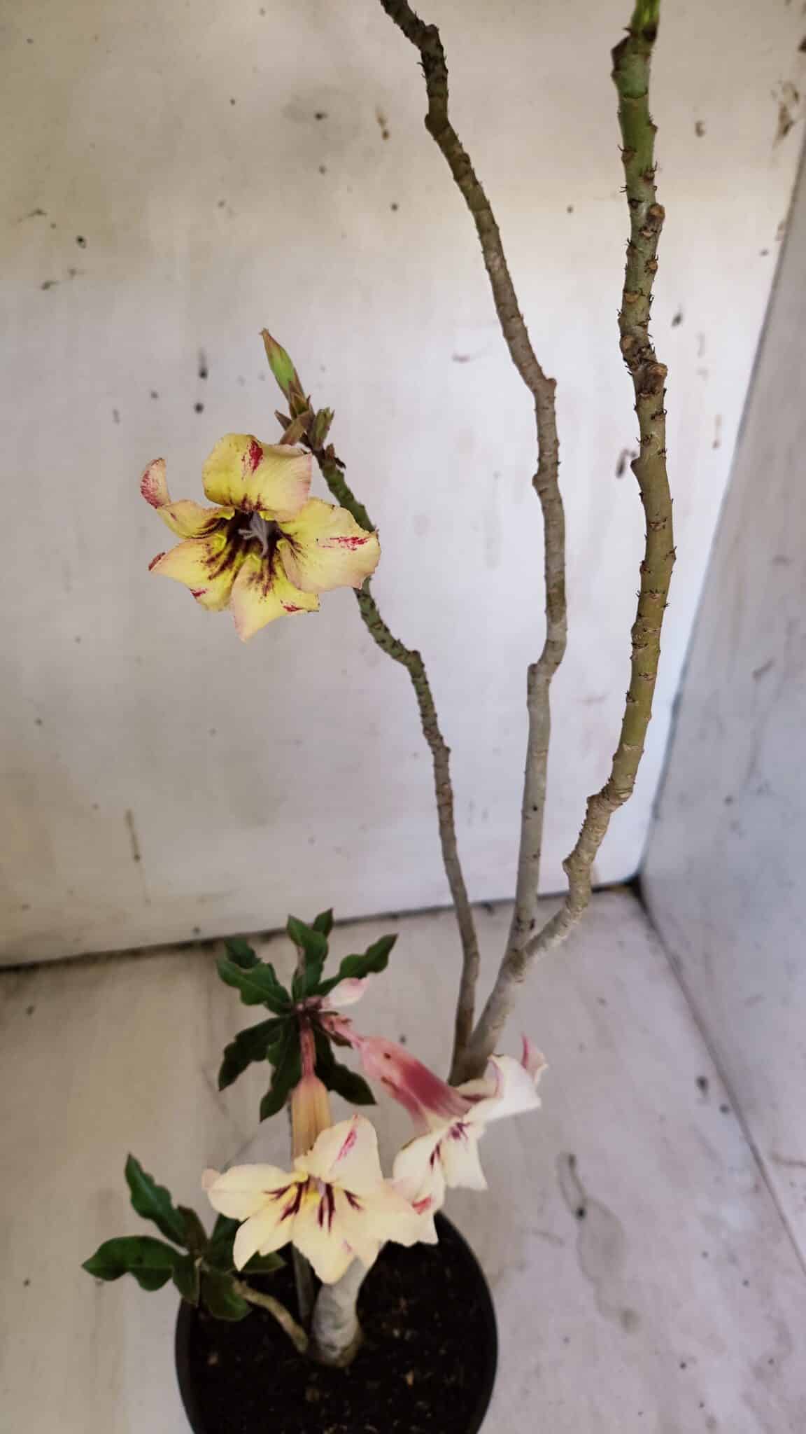 Planta Simples 2890 – 35cm – 03 anos