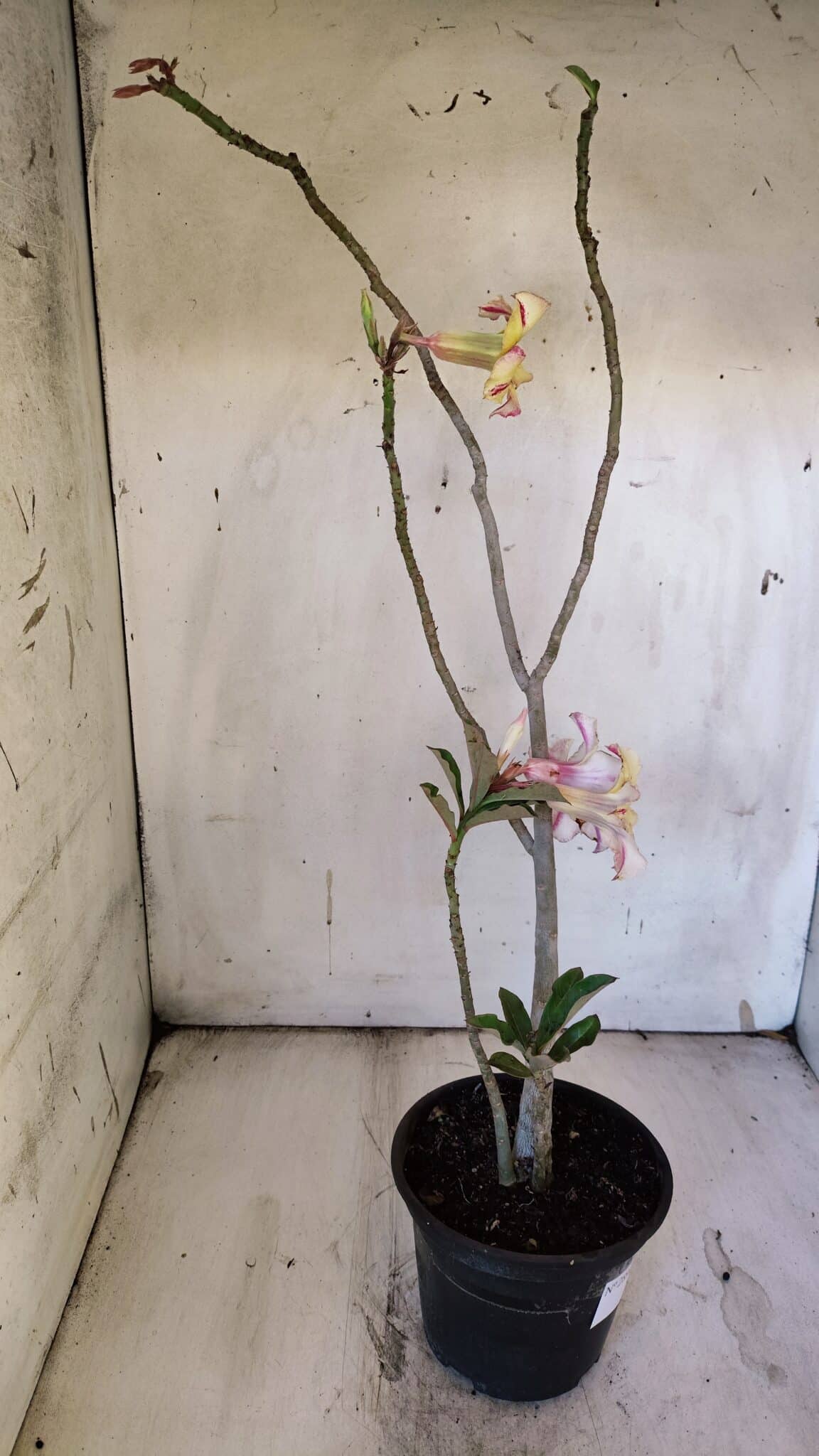 Planta Simples 2890 – 35cm – 03 anos