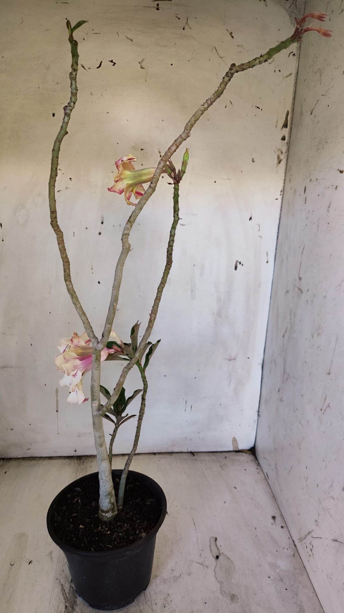 Planta Simples 2890 – 35cm – 03 anos