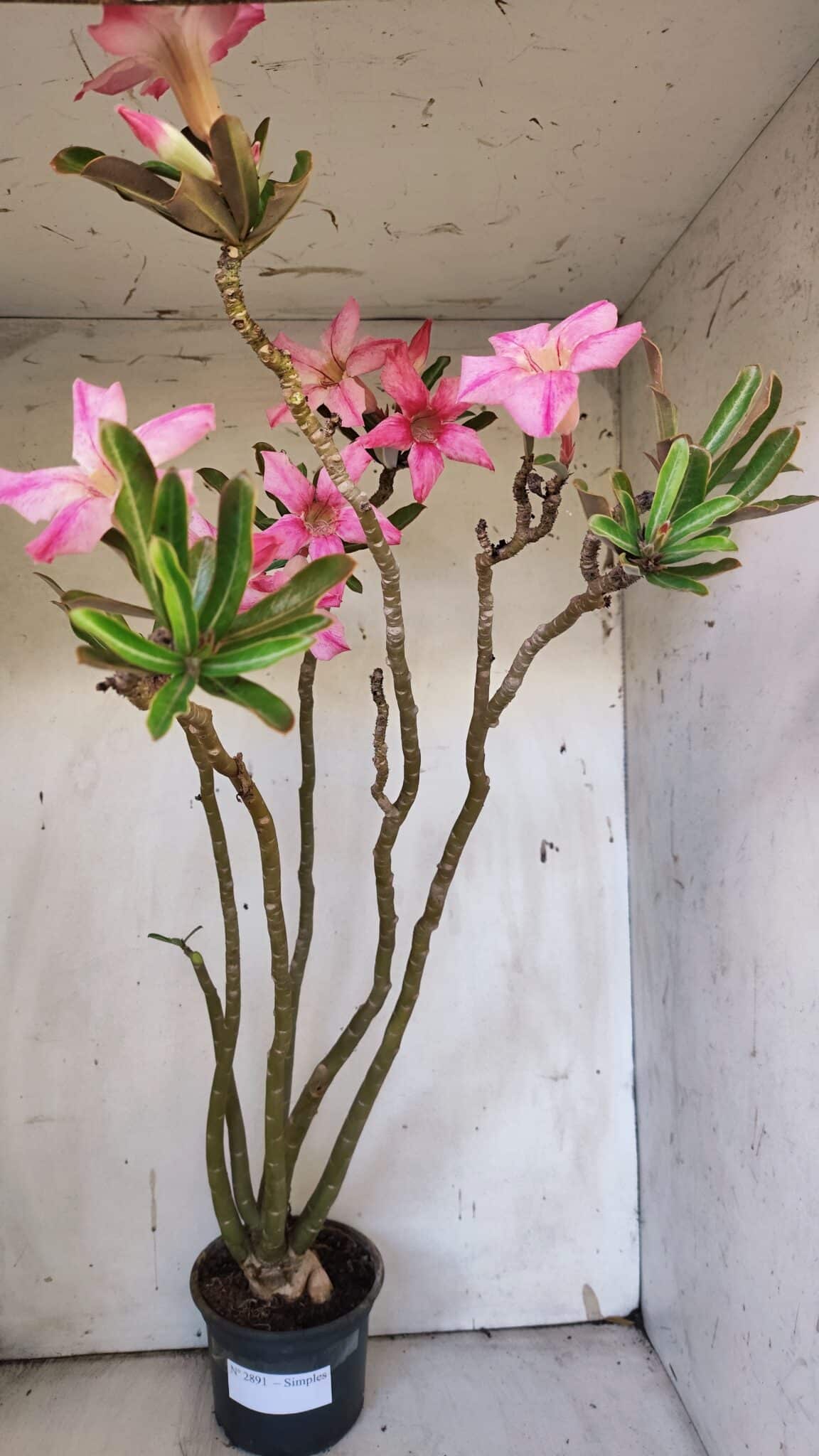 Planta Simples 2891 – 40cm – 03 anos
