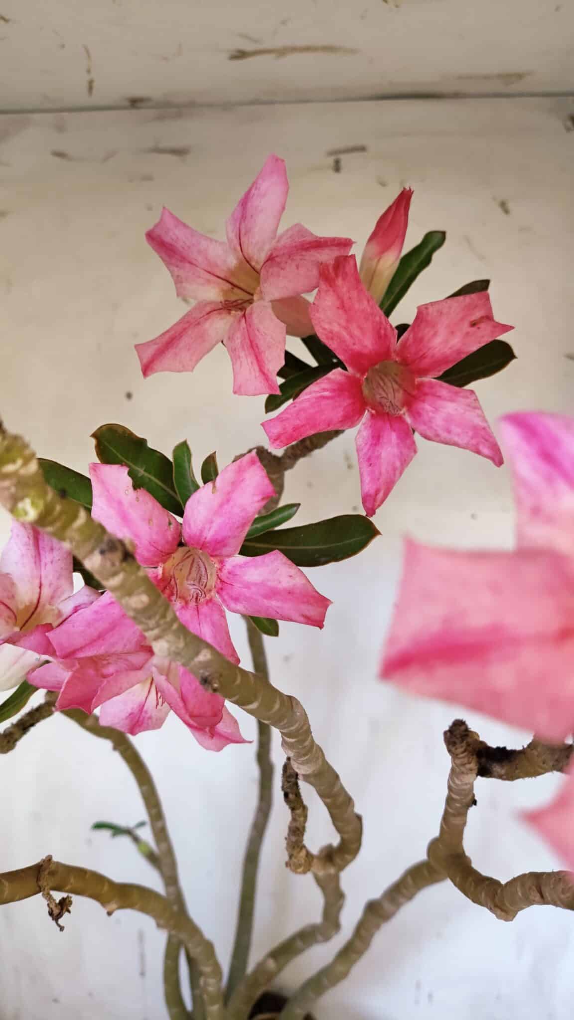 Planta Simples 2891 – 40cm – 03 anos