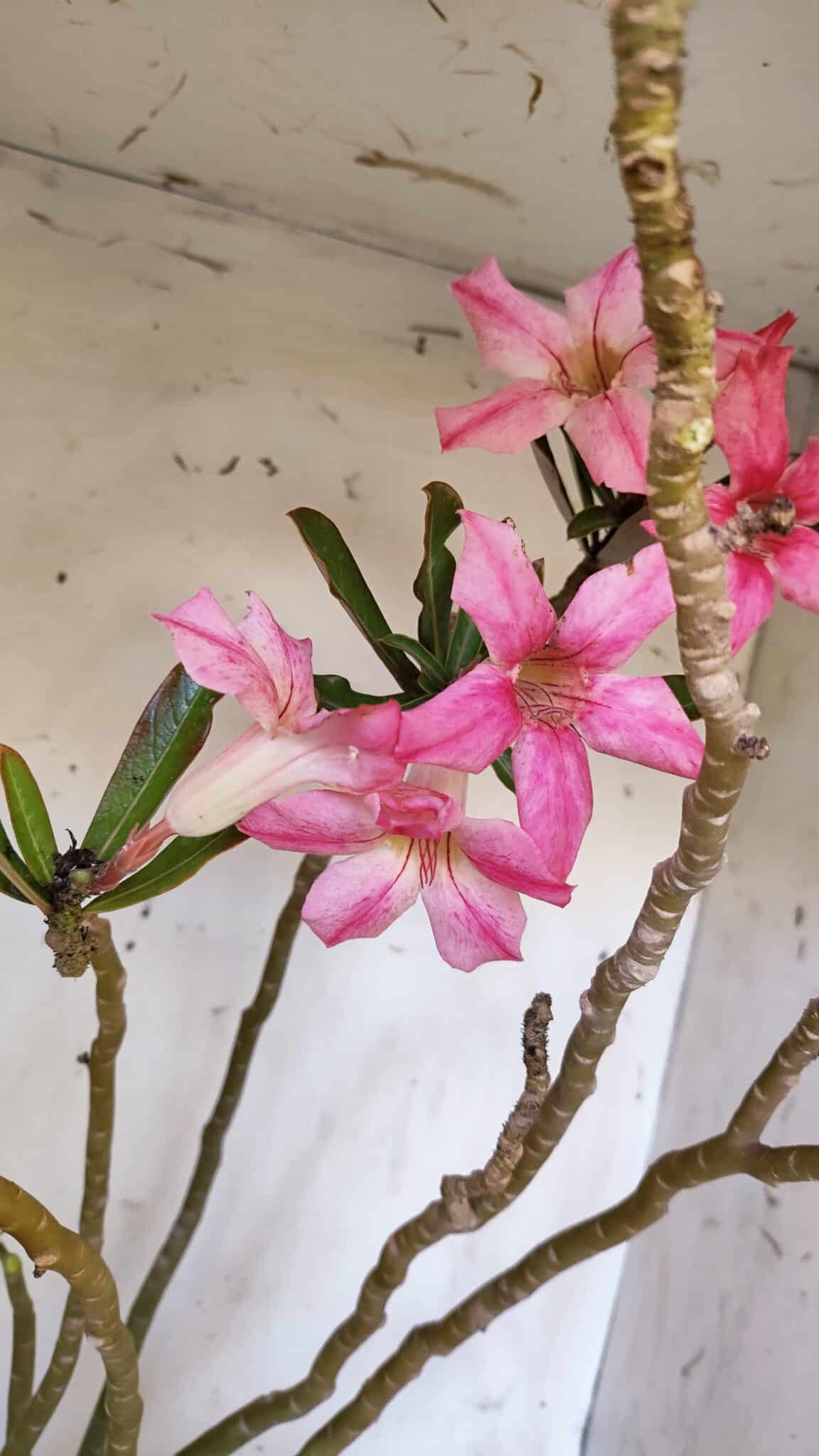 Planta Simples 2891 – 40cm – 03 anos