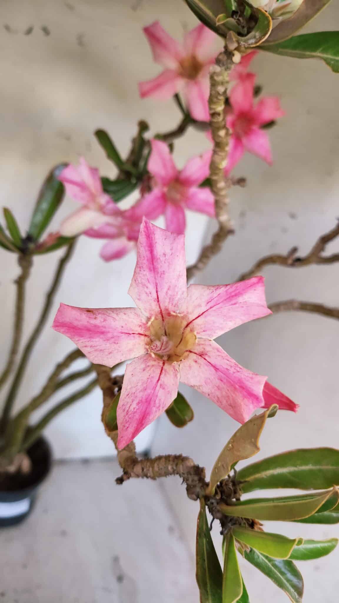 Planta Simples 2891 – 40cm – 03 anos