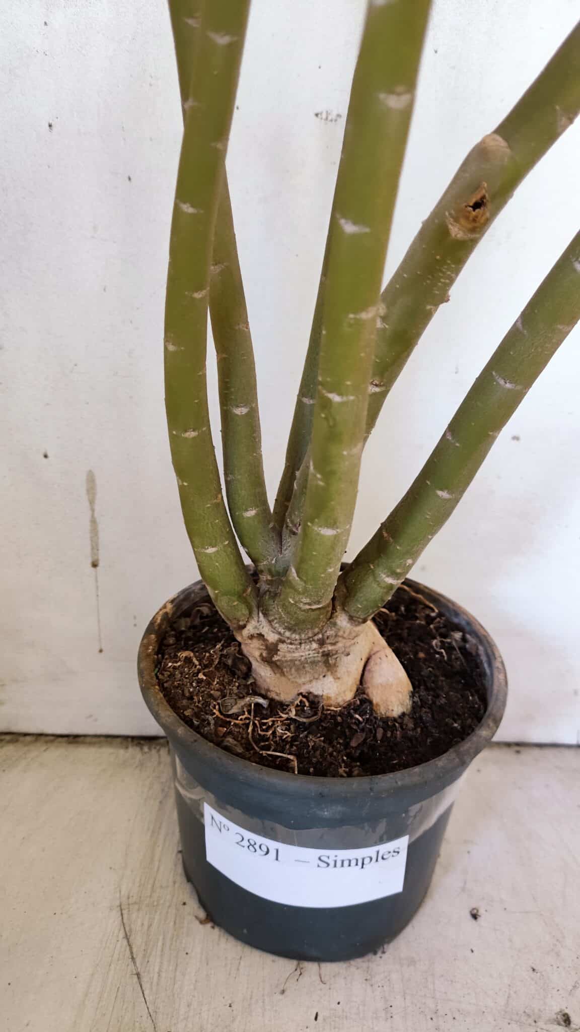 Planta Simples 2891 – 40cm – 03 anos