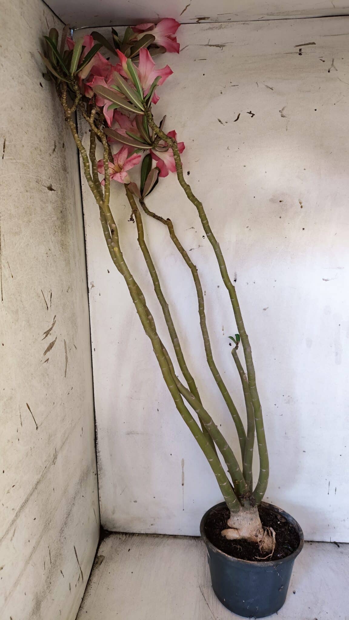 Planta Simples 2891 – 40cm – 03 anos