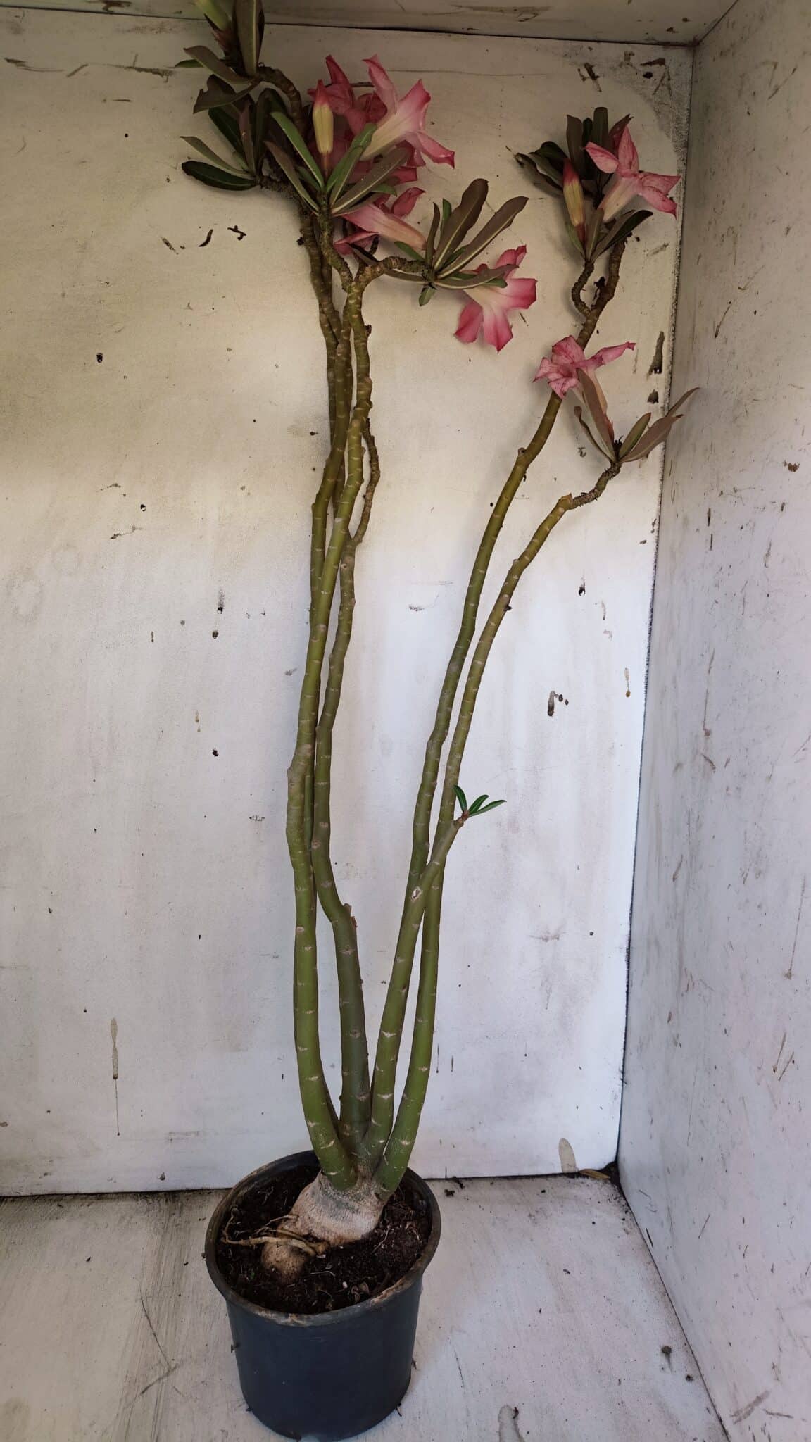 Planta Simples 2891 – 40cm – 03 anos