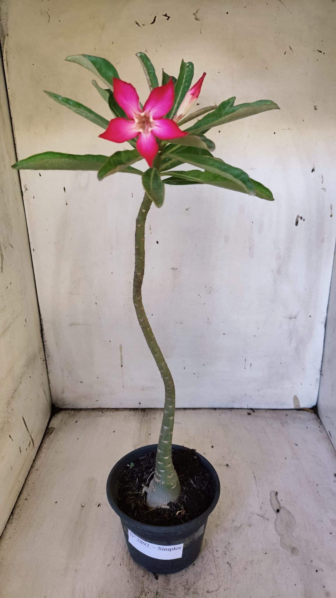 Planta Simples 2892 – 35cm – 03 anos