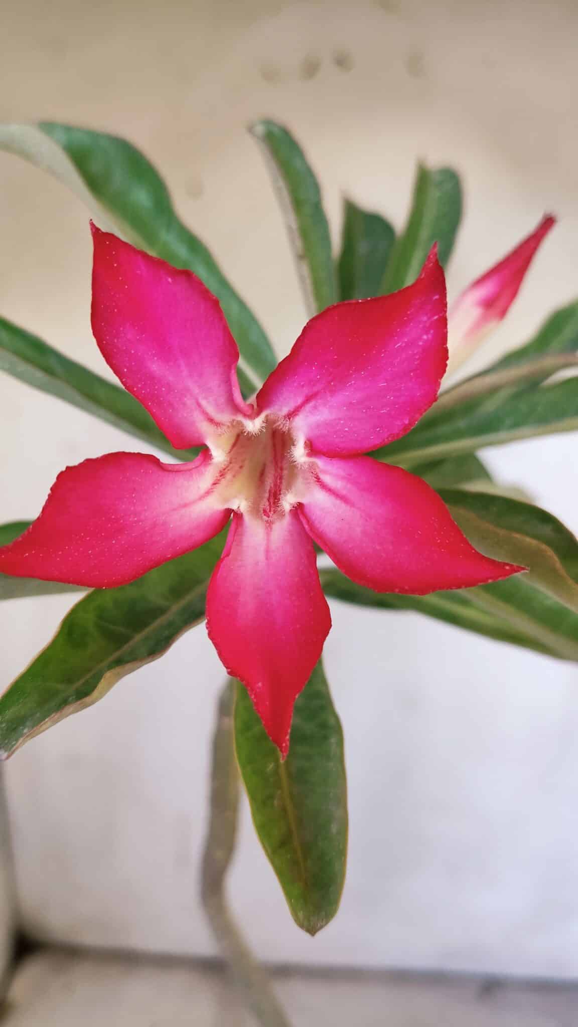 Planta Simples 2892 – 35cm – 03 anos