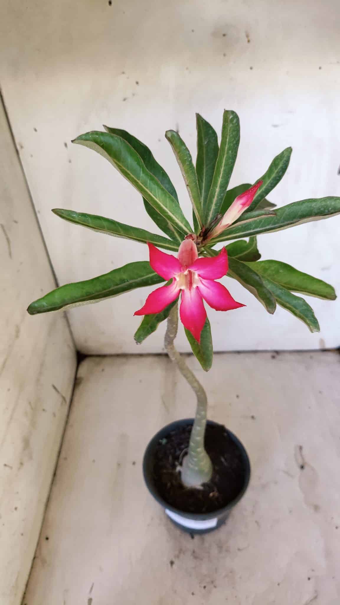 Planta Simples 2892 – 35cm – 03 anos